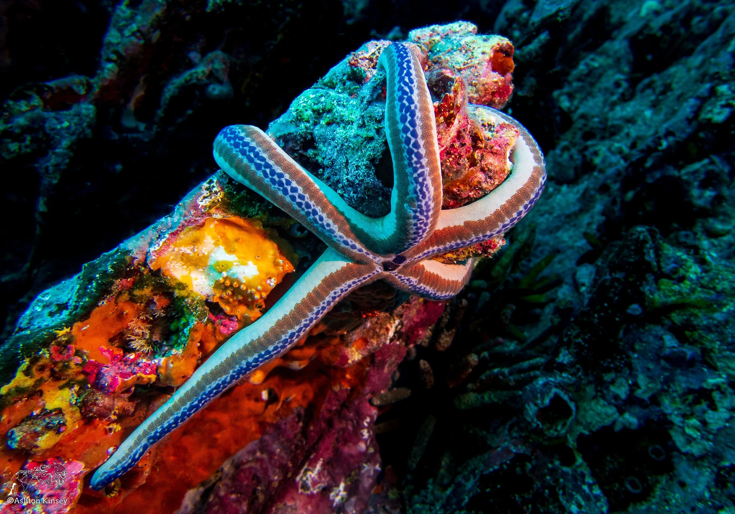 Cousin Rock Dive 29-3.jpg