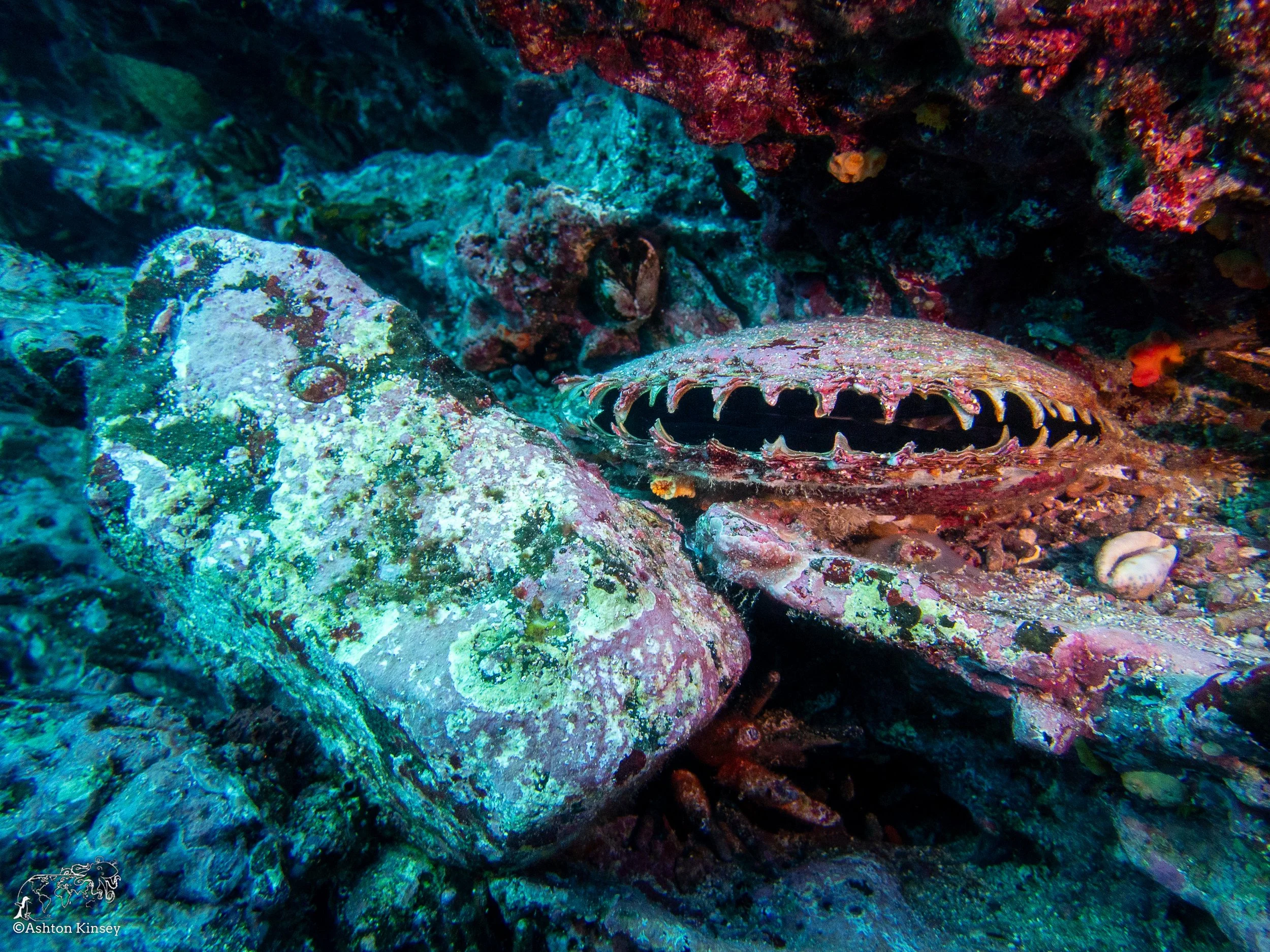 Cousin Rock Dive 29-4.jpg