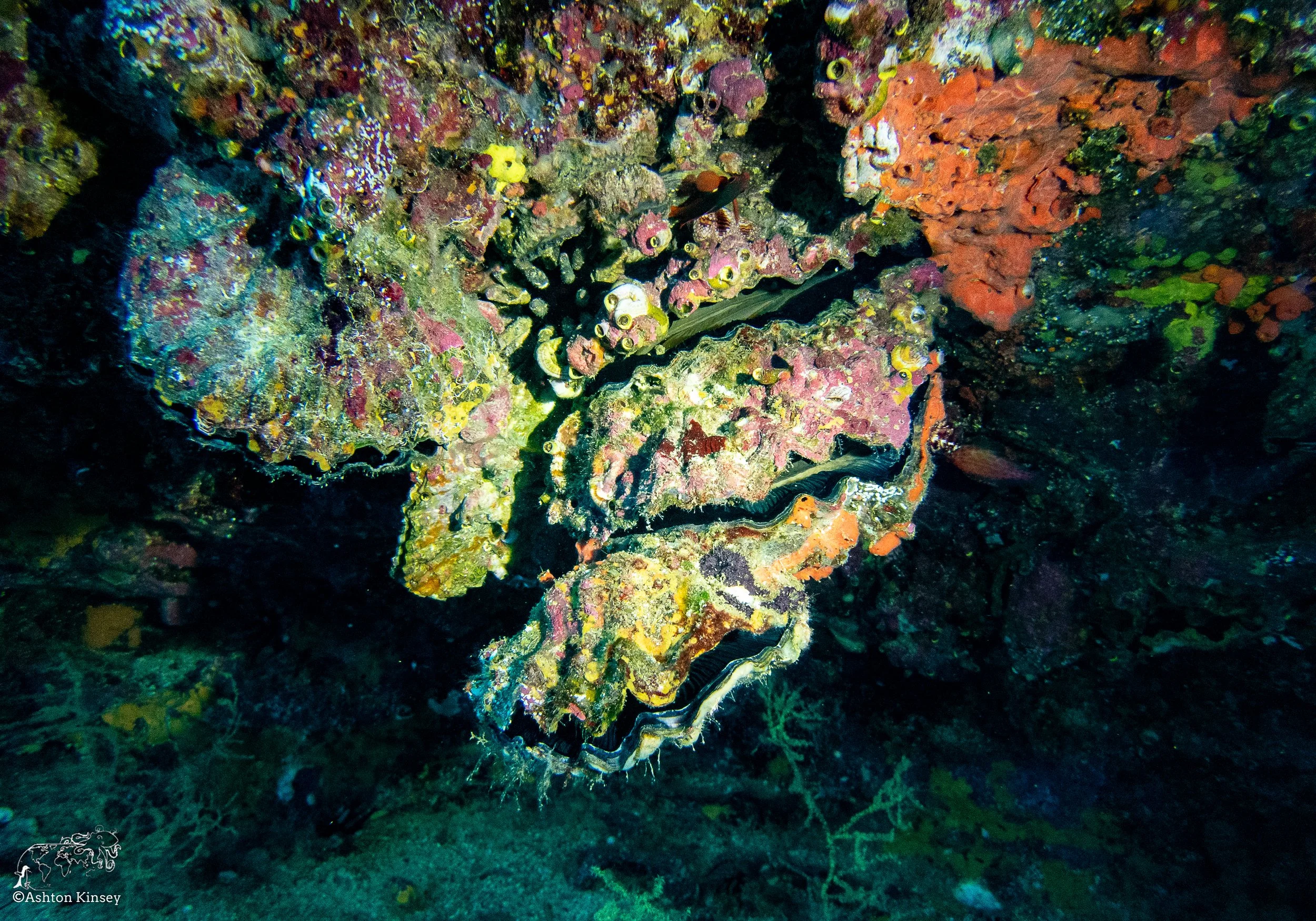 Cousin Rock Dive 29-5.jpg