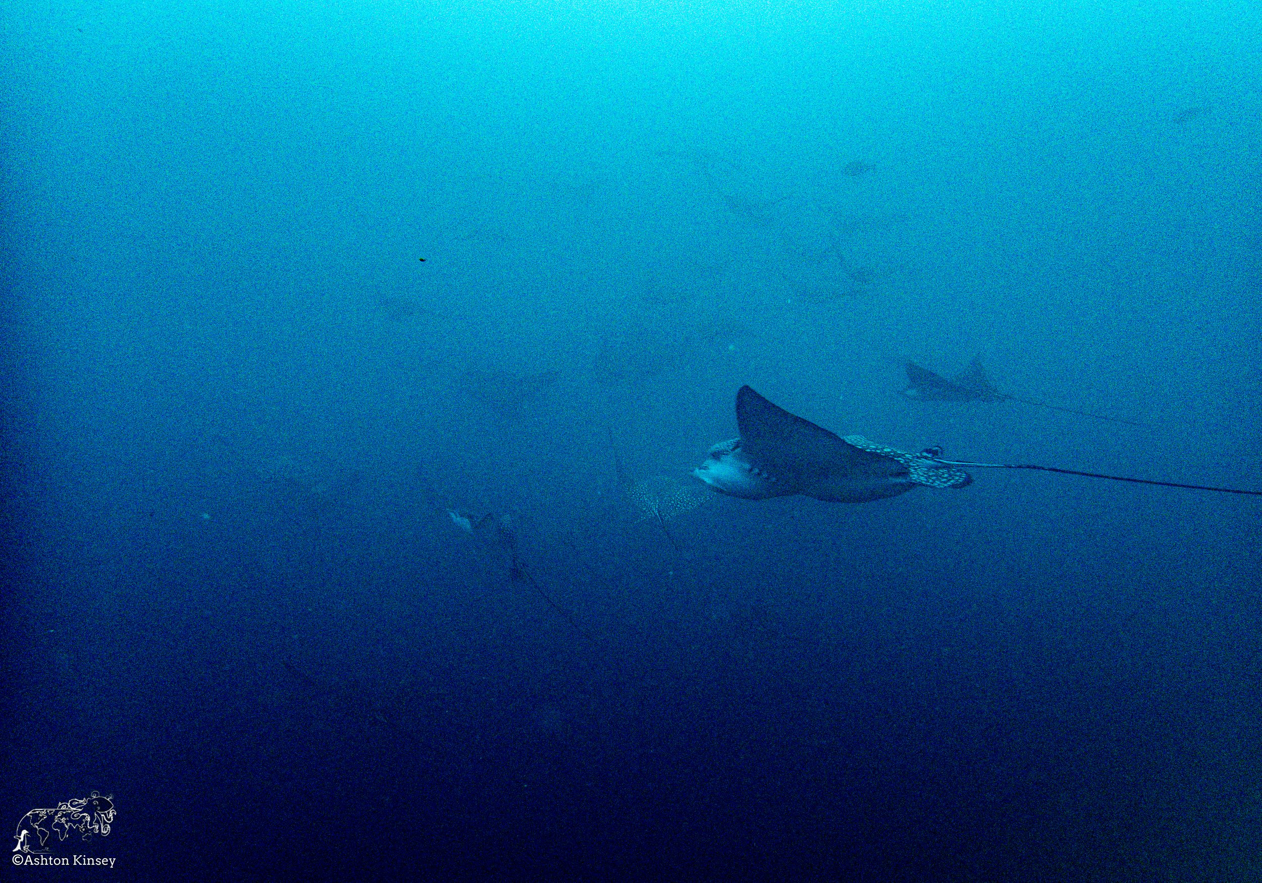 Cousin Rock Dive 29-8.jpg
