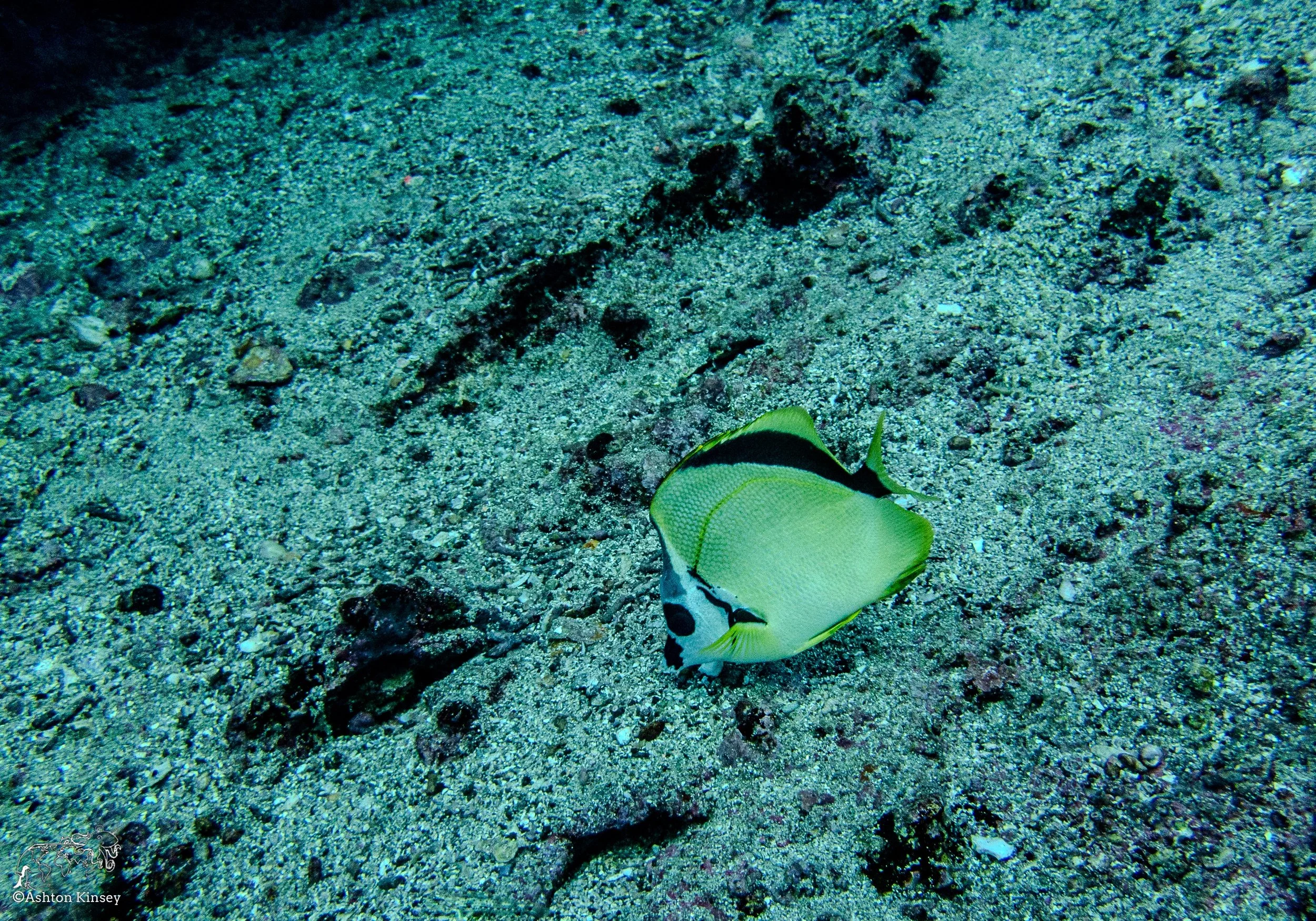 Cousin Rock Dive 29-1.jpg