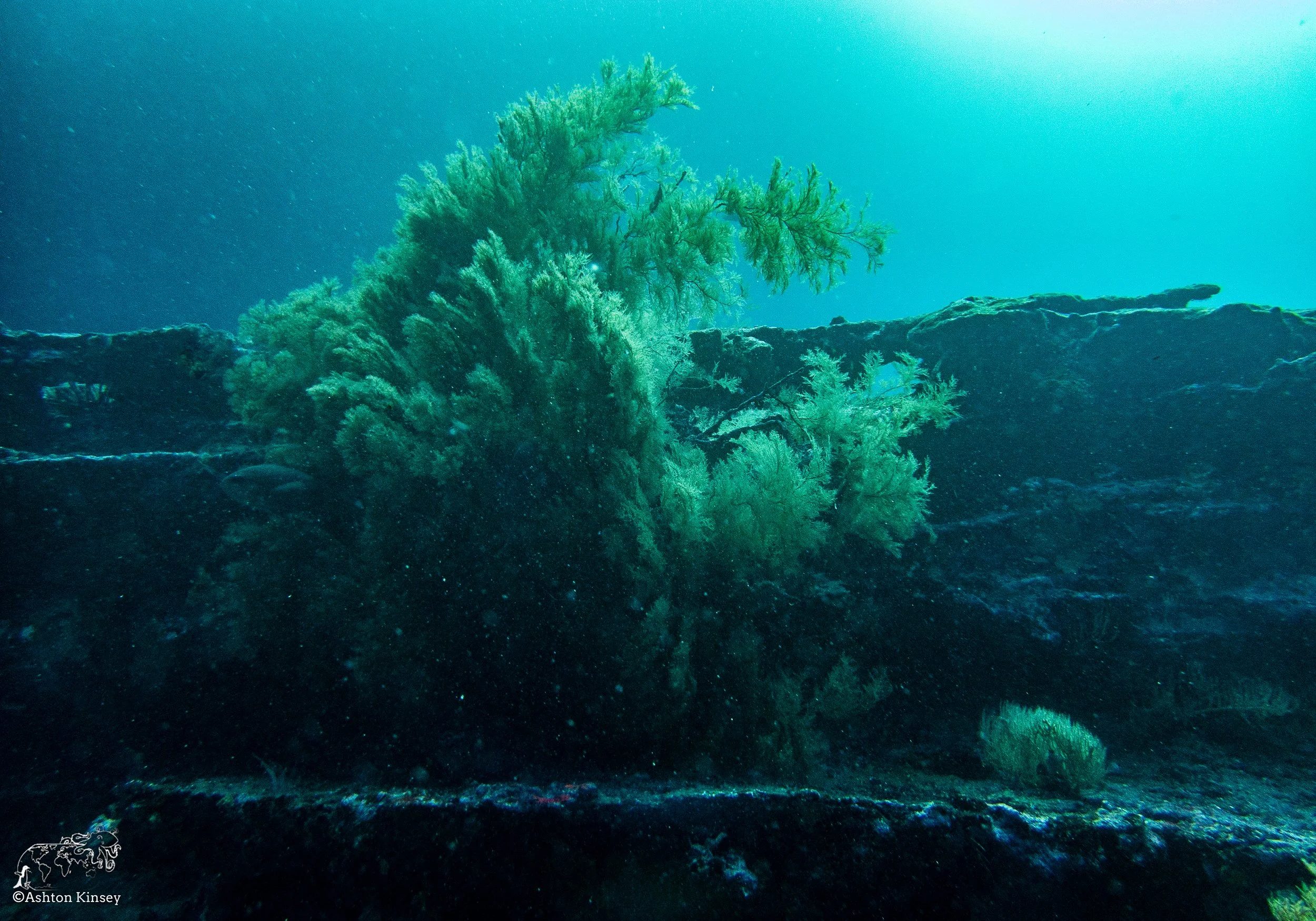 Cousin Rock Dive 30.jpg