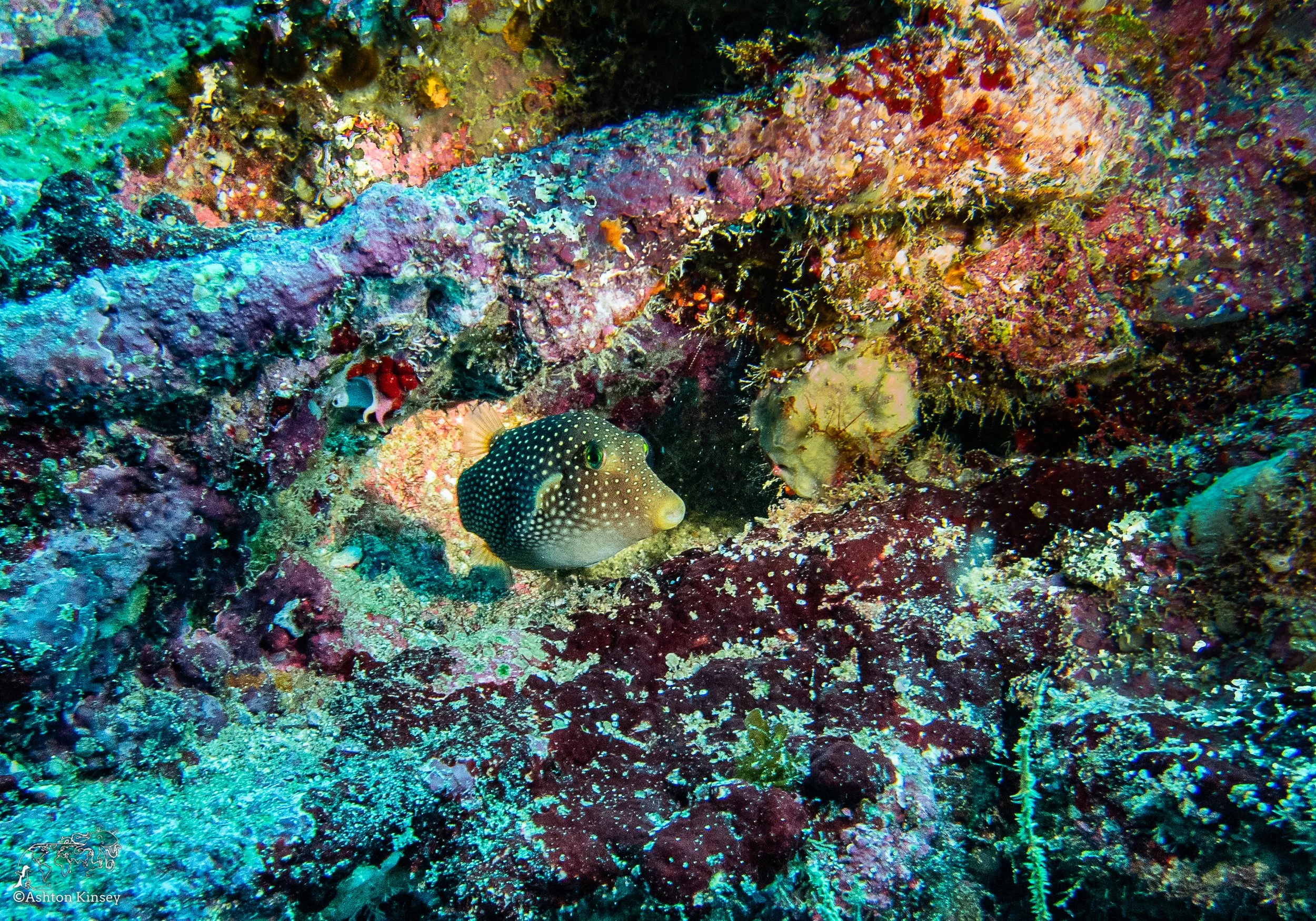 Cousin Rock Dive 30-3.jpg