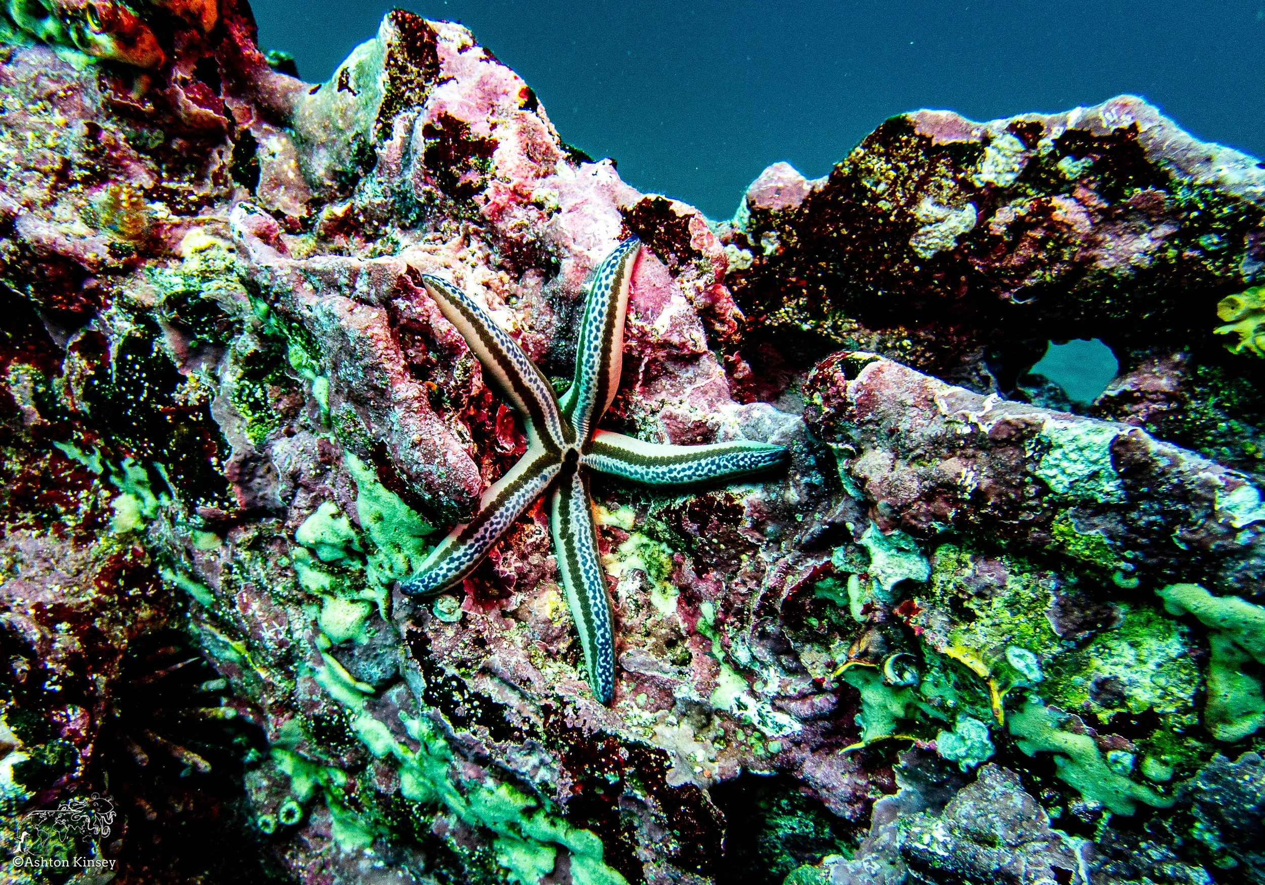 Cousin Rock Dive 30-2.jpg