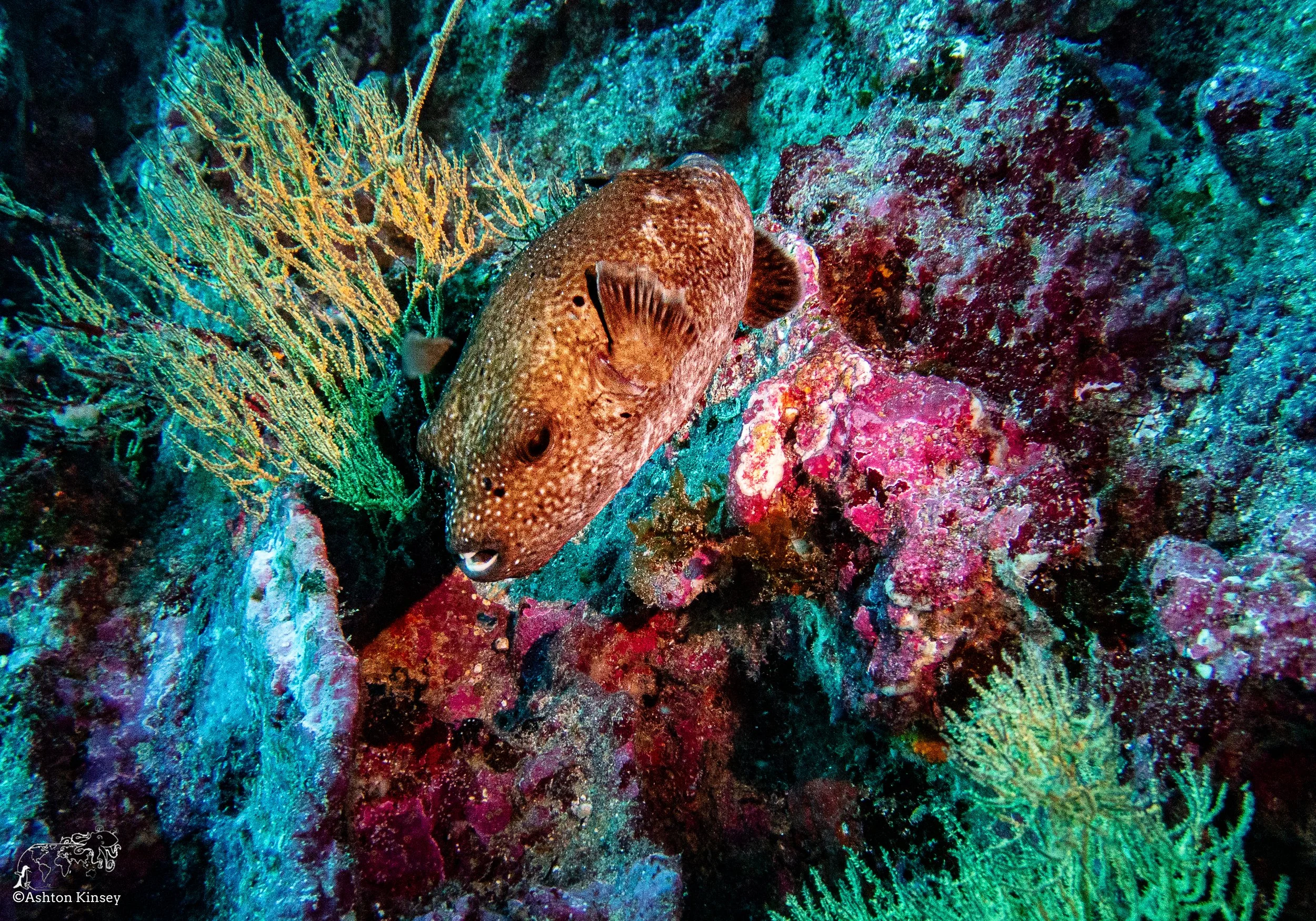 Cousin Rock Dive 30-5.jpg