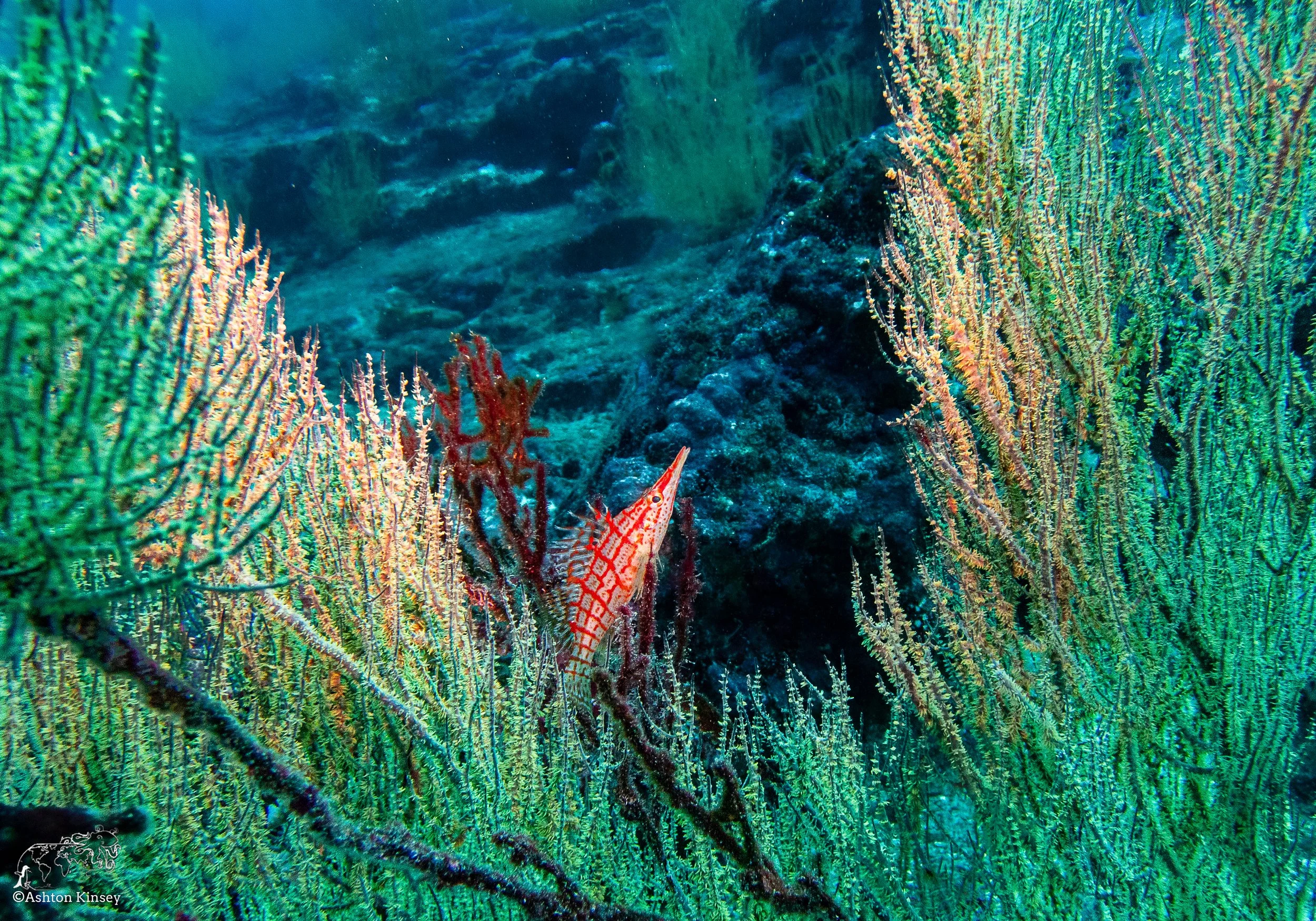 Cousin Rock Dive 30-7.jpg