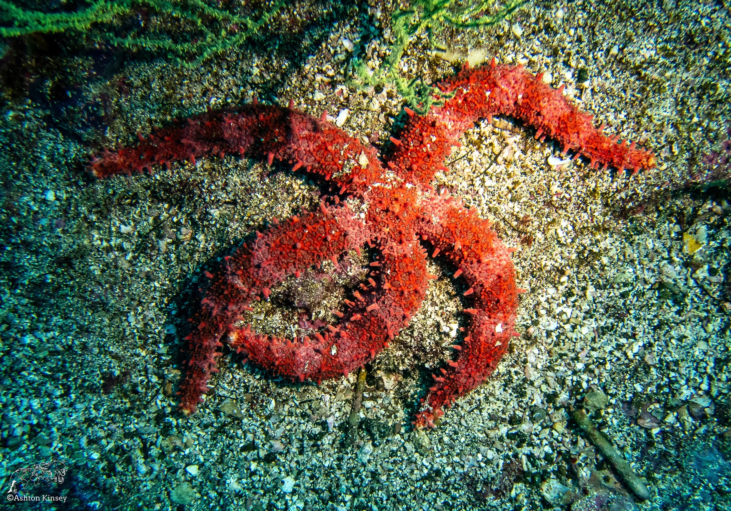 Cousin Rock Dive 30-8.jpg