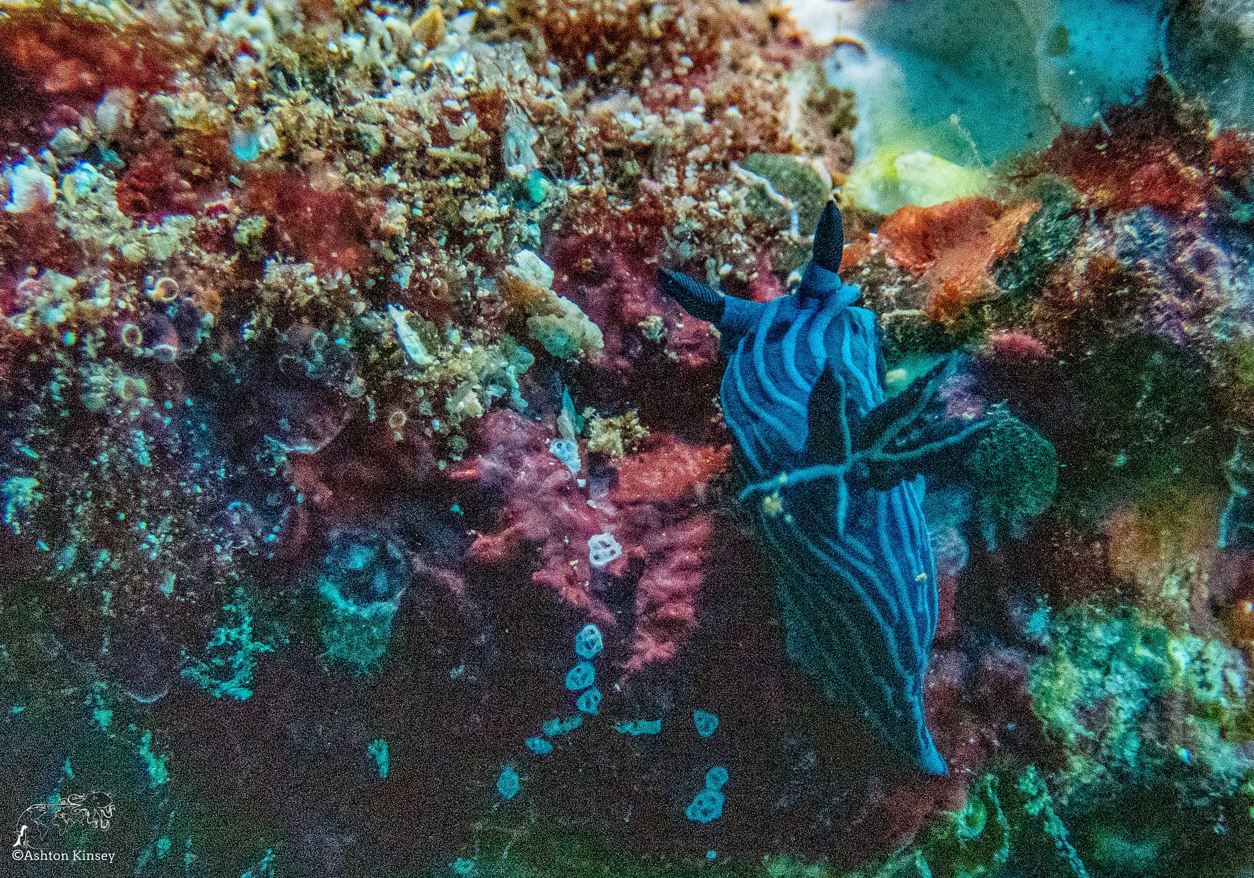 Cousin Rock Dive 30-9.jpg