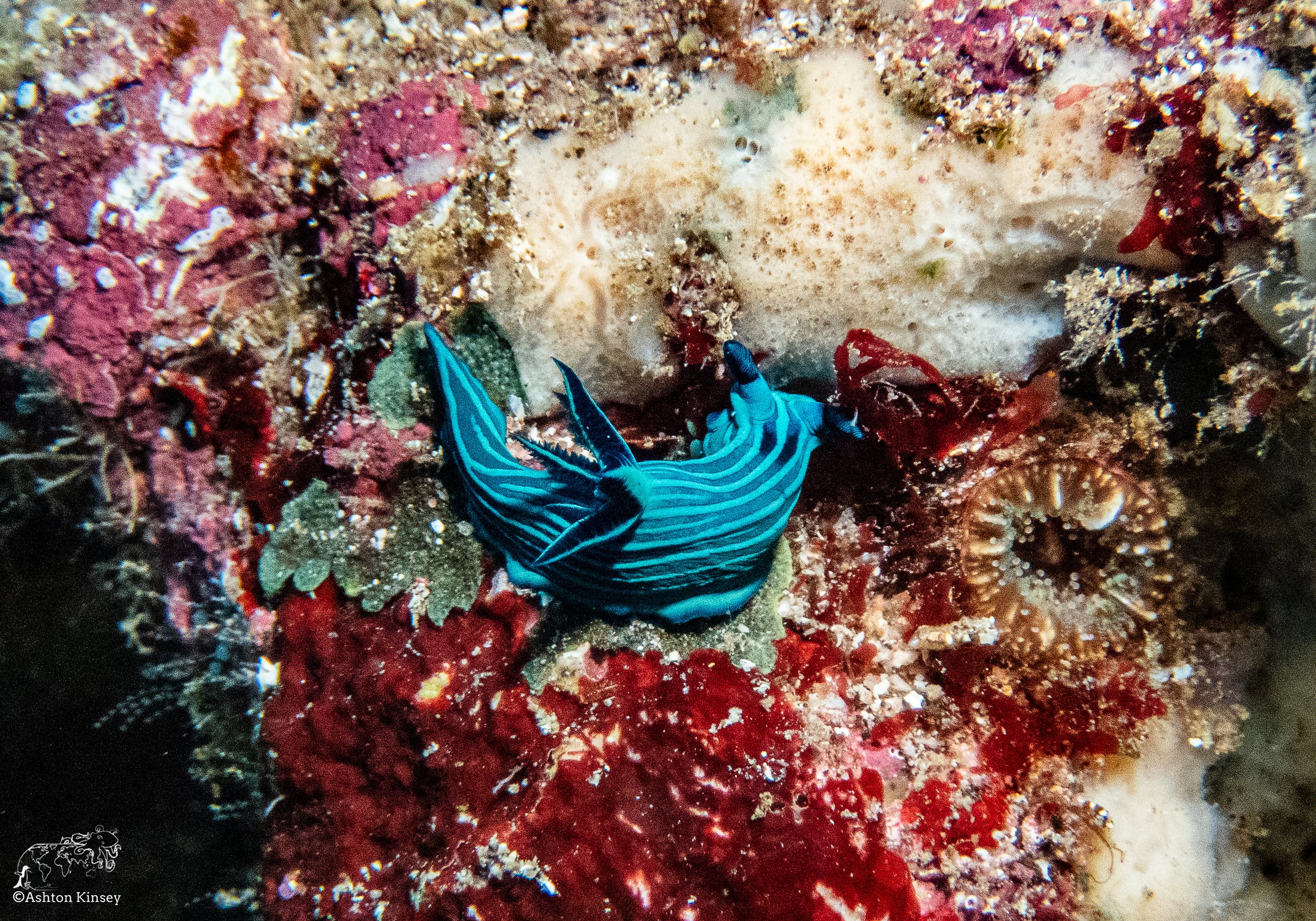 Cousin Rock Dive 30-10.jpg