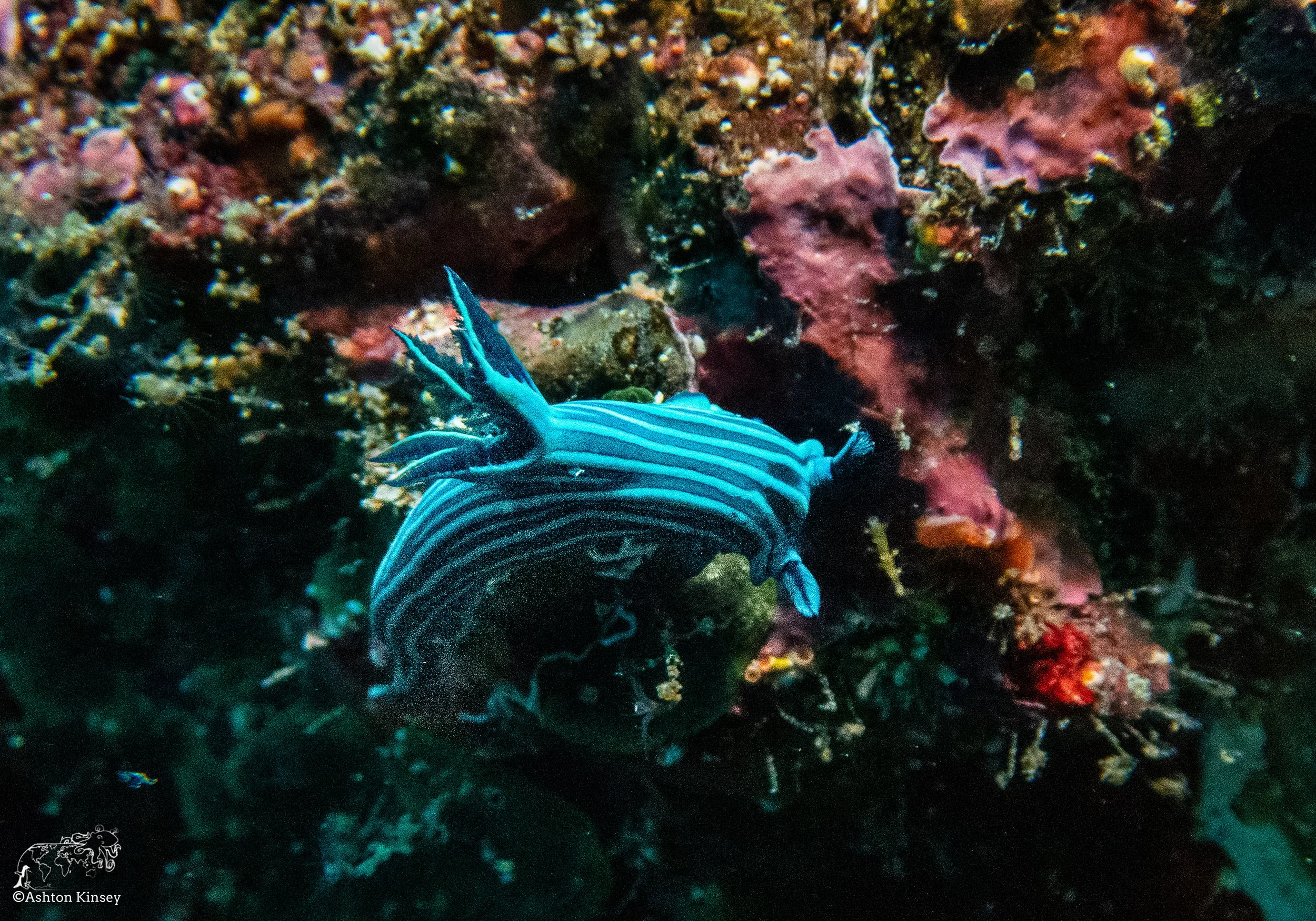 Cousin Rock Dive 30-11.jpg