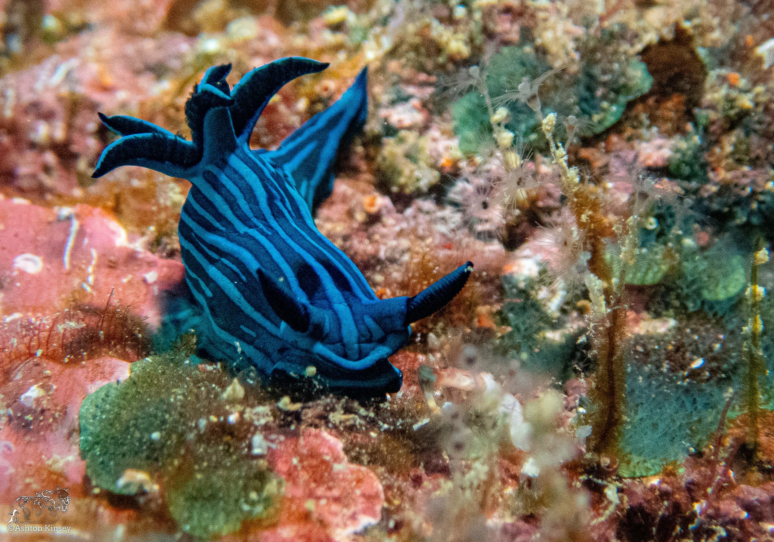 Cousin Rock Dive 30-12.jpg