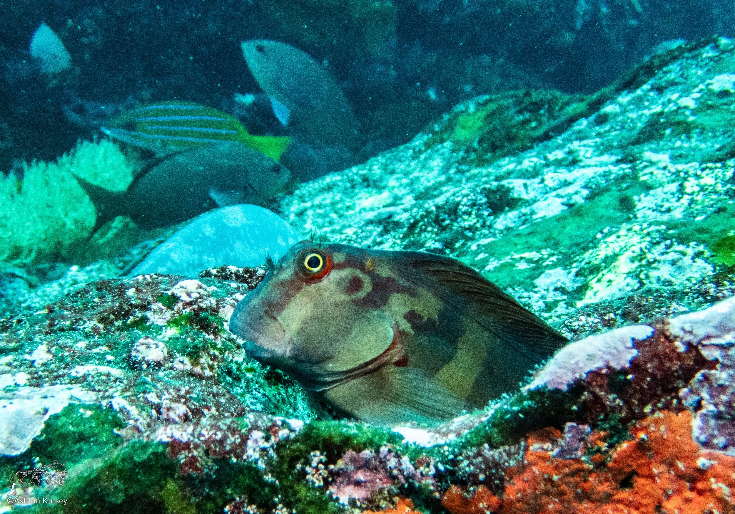 Cousin Rock Dive 30-13.jpg