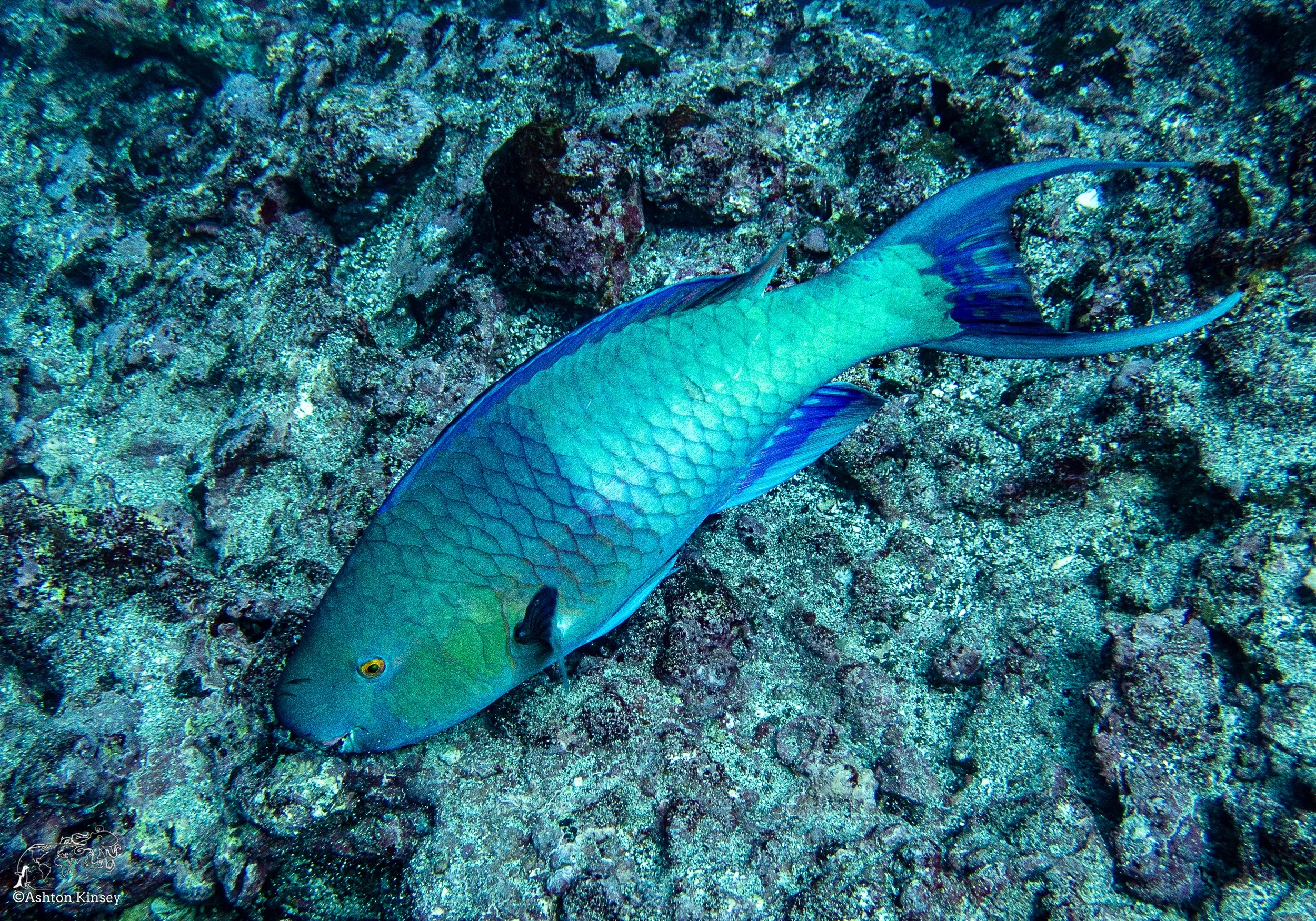 Cousin Rock Dive 30-14.jpg