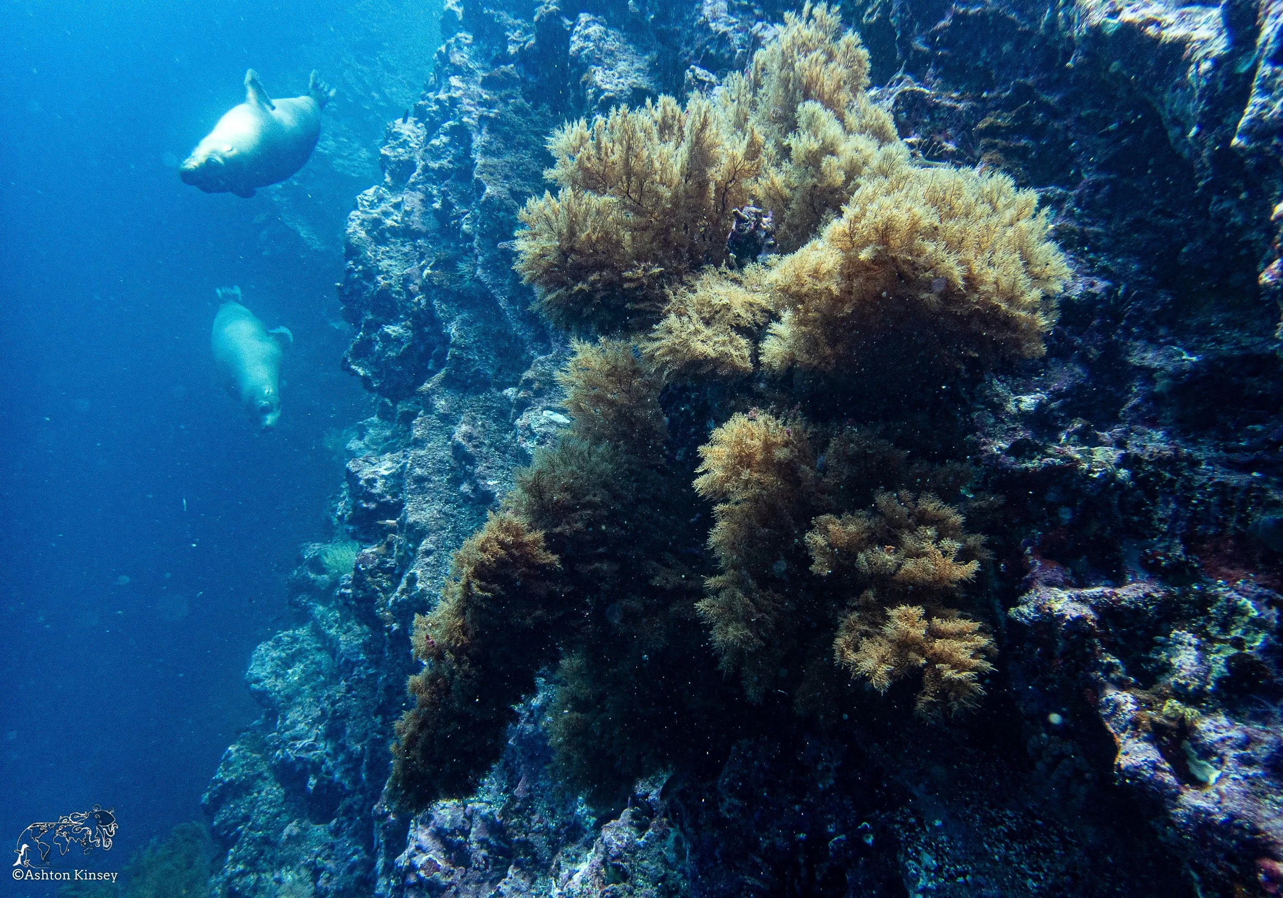 Cousin Rock Dive 30-15.jpg