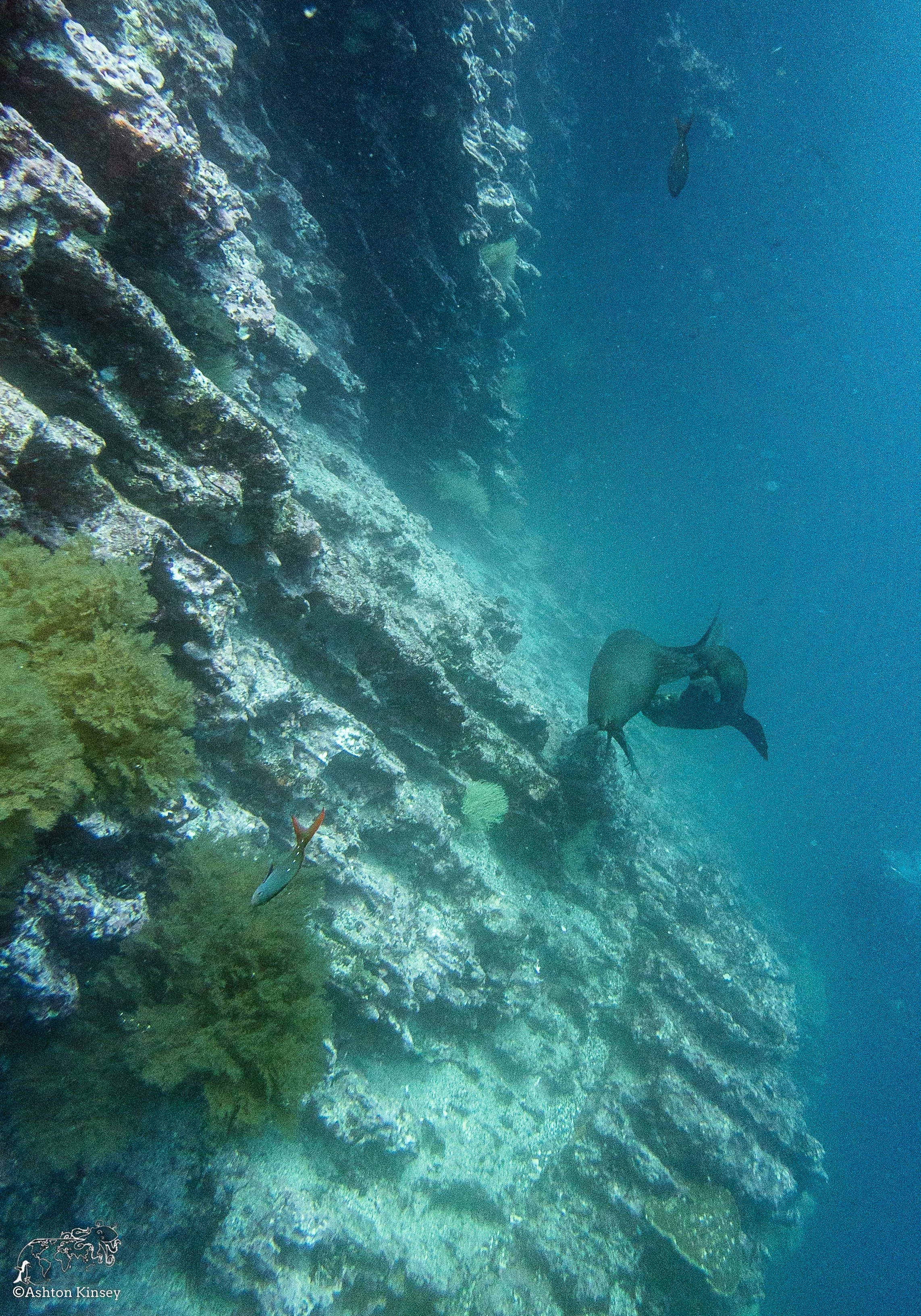 Cousin Rock Dive 30-16.jpg