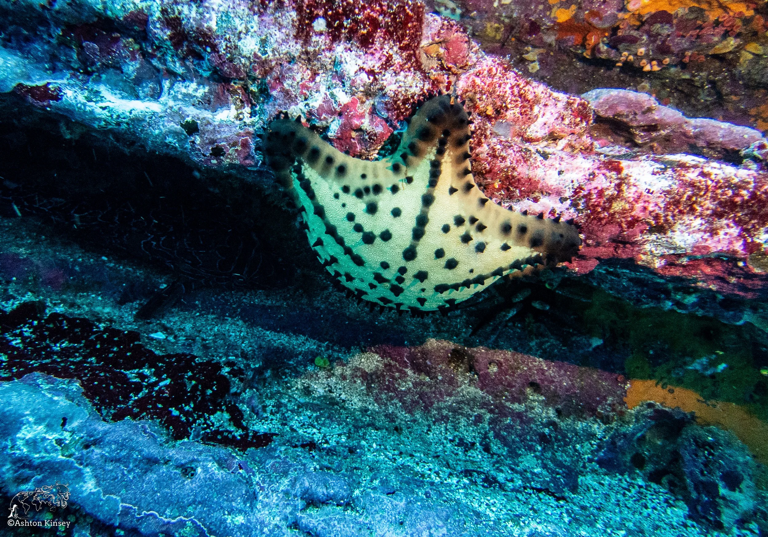 Cousin Rock Dive 30-19.jpg