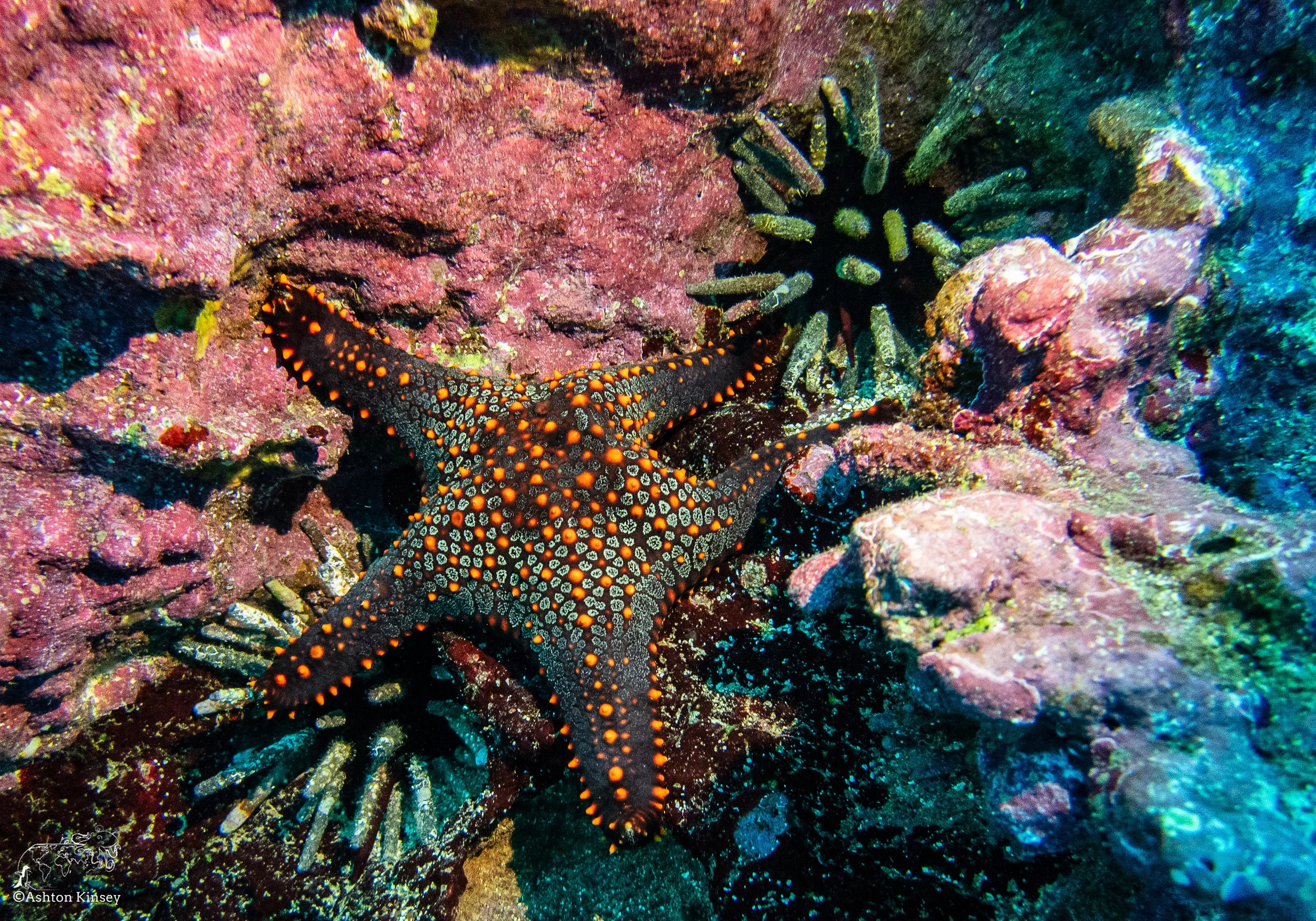 Cousin Rock Dive 30-20.jpg