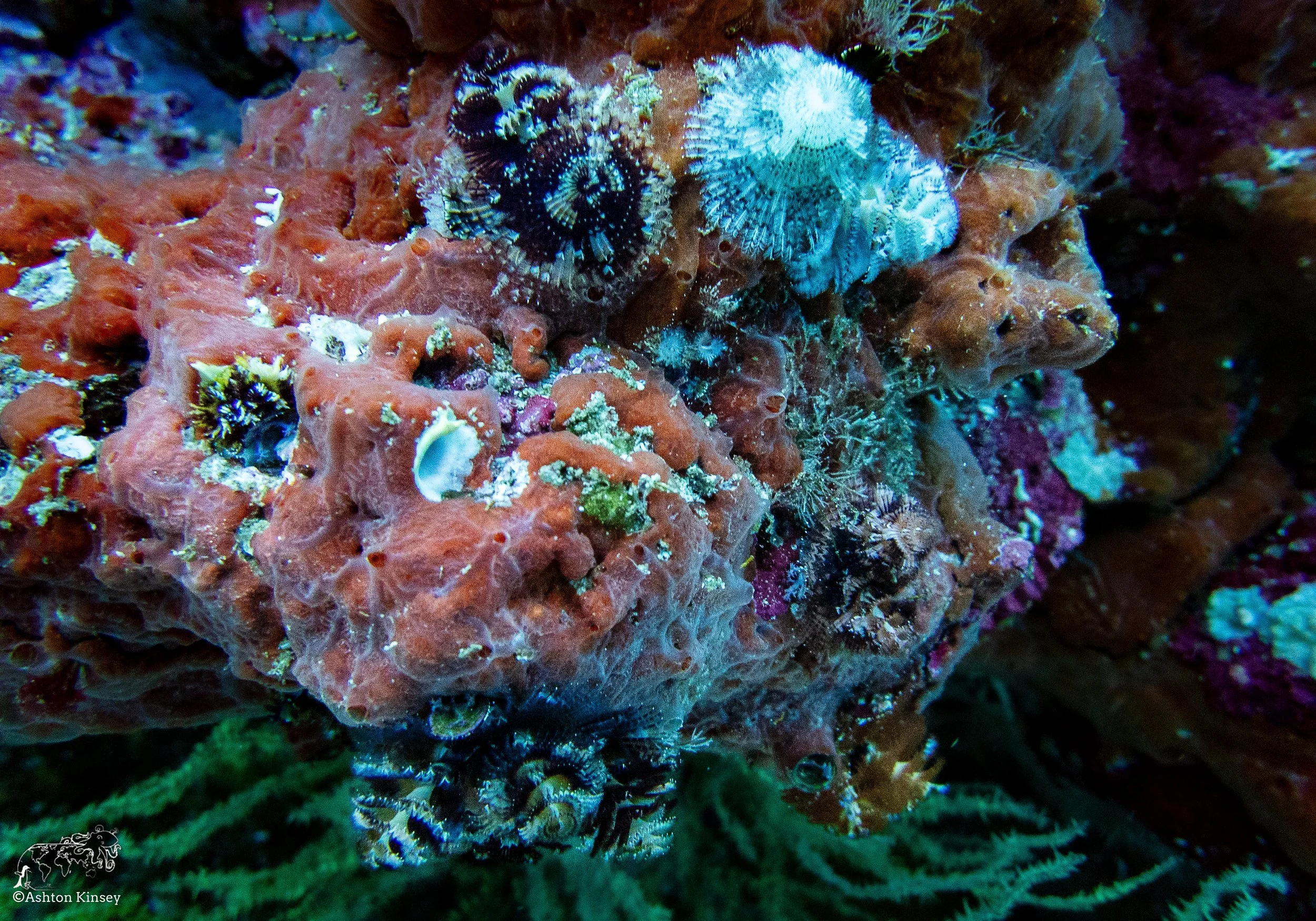Cousin Rock Dive 30-21.jpg