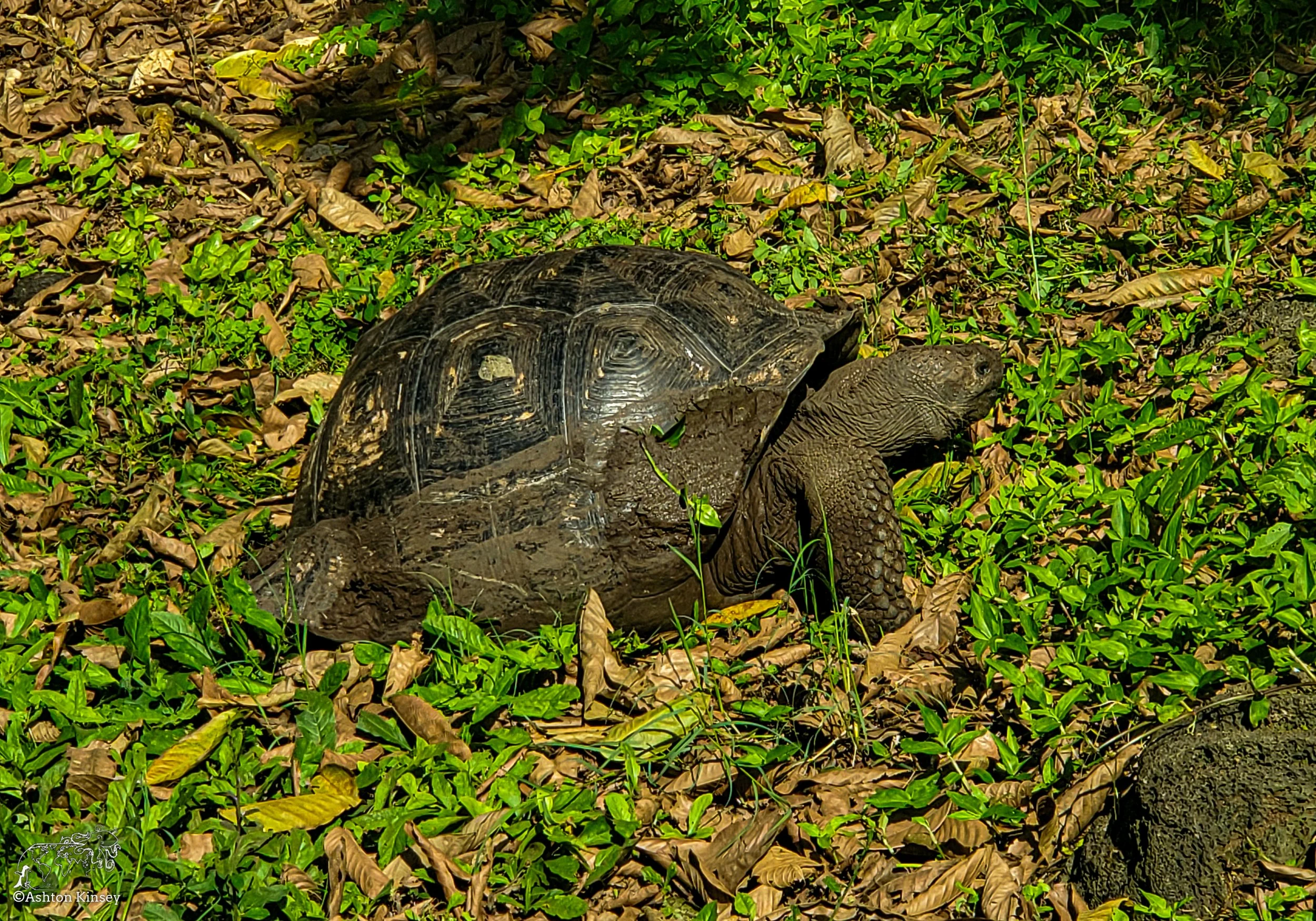 El Chato Tortoise Reserve-19.jpg
