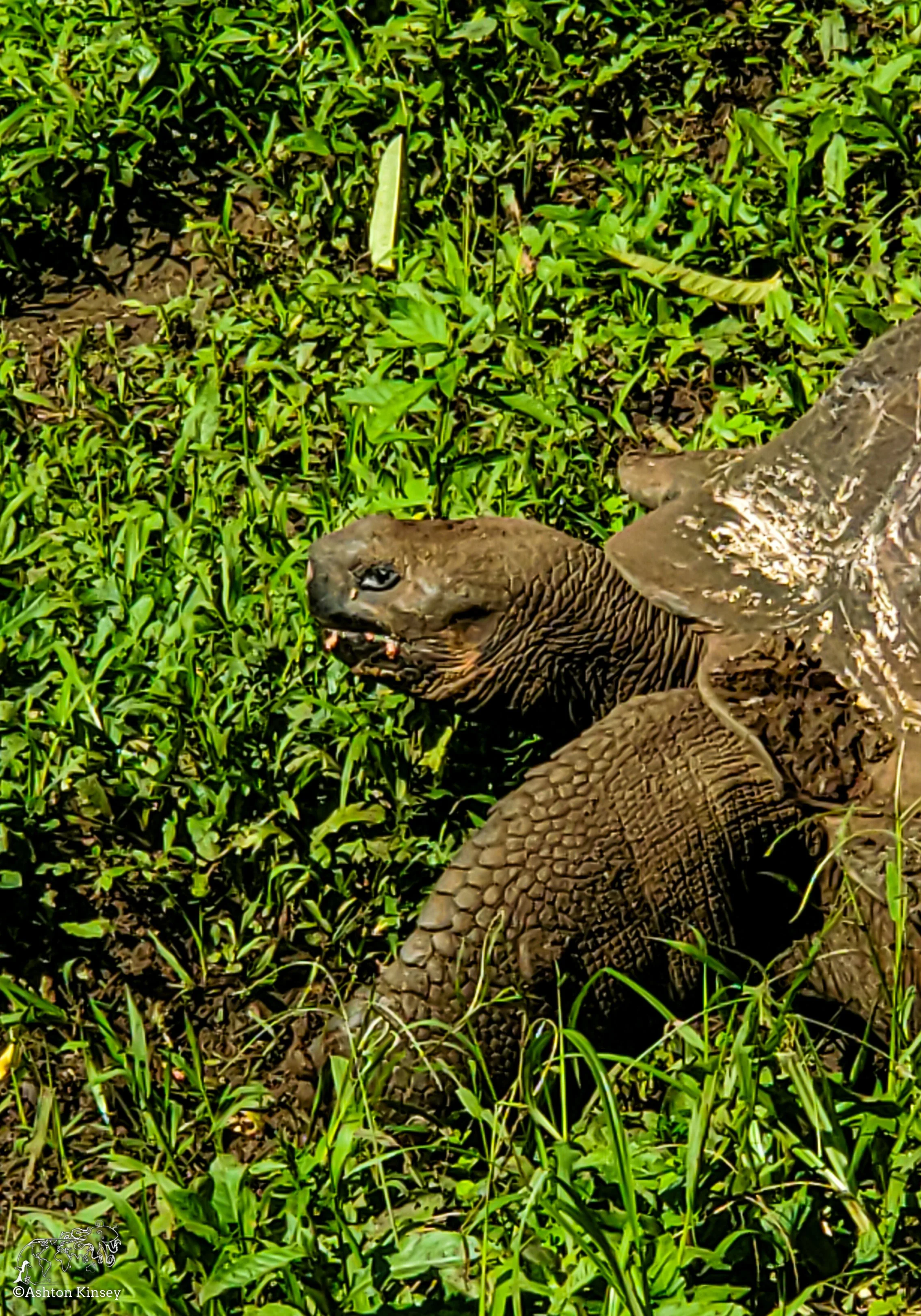 El Chato Tortoise Reserve-21.jpg