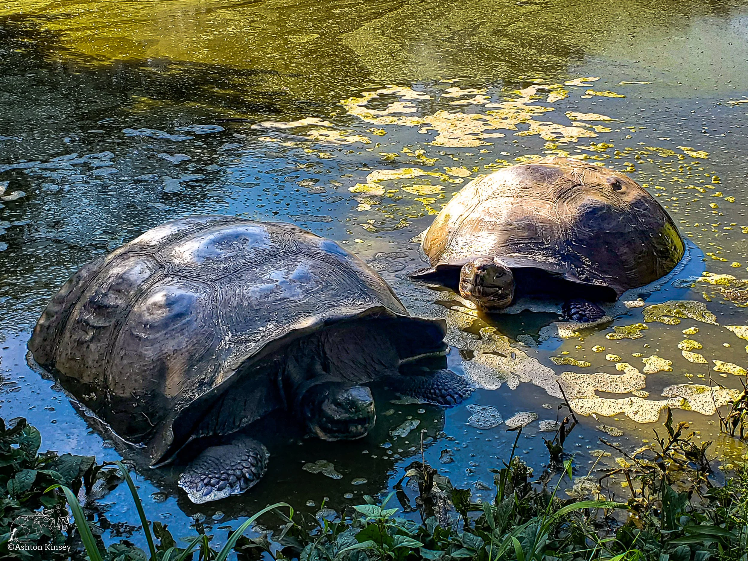 El Chato Tortoise Reserve-23.jpg