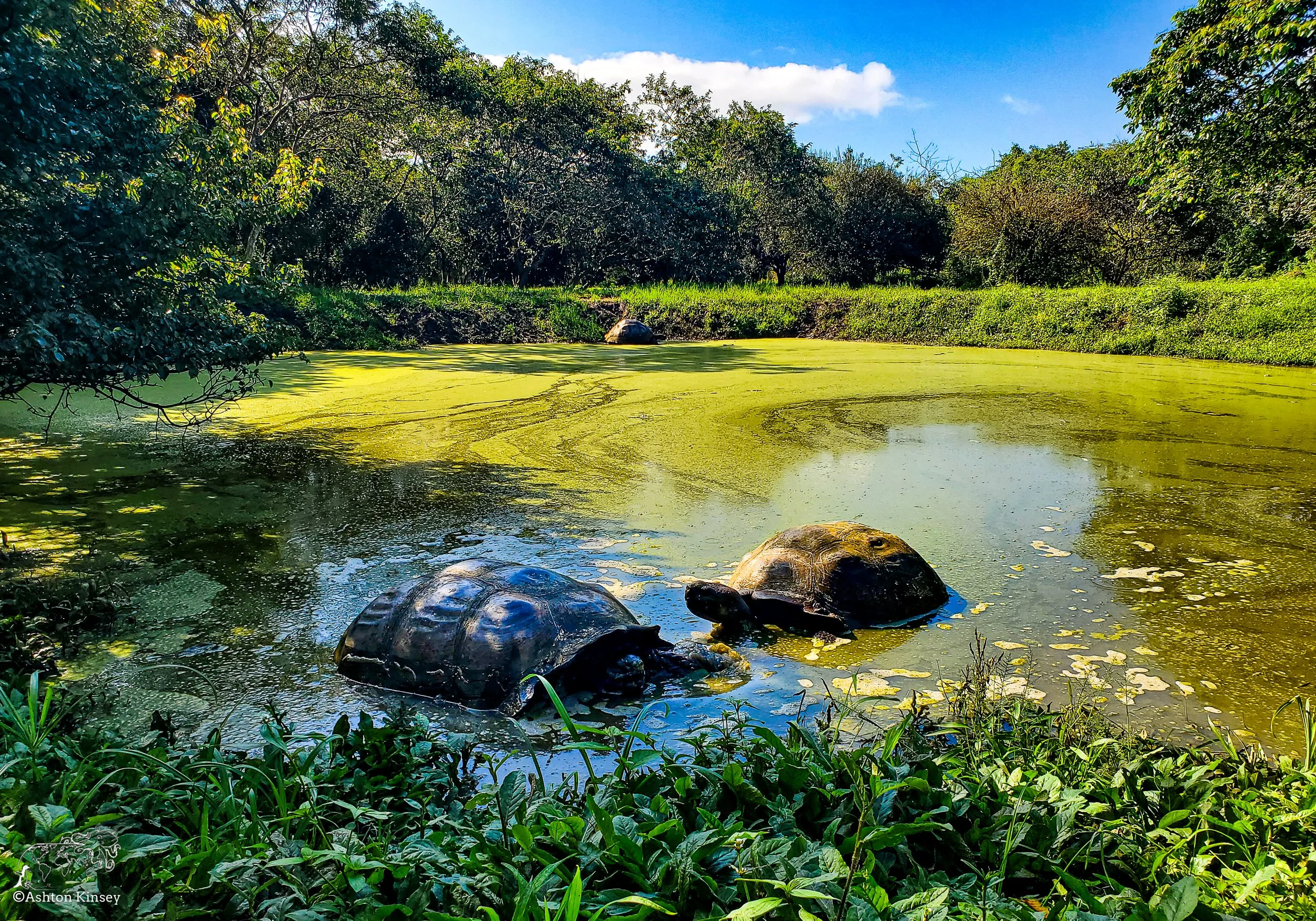 El Chato Tortoise Reserve-22.jpg