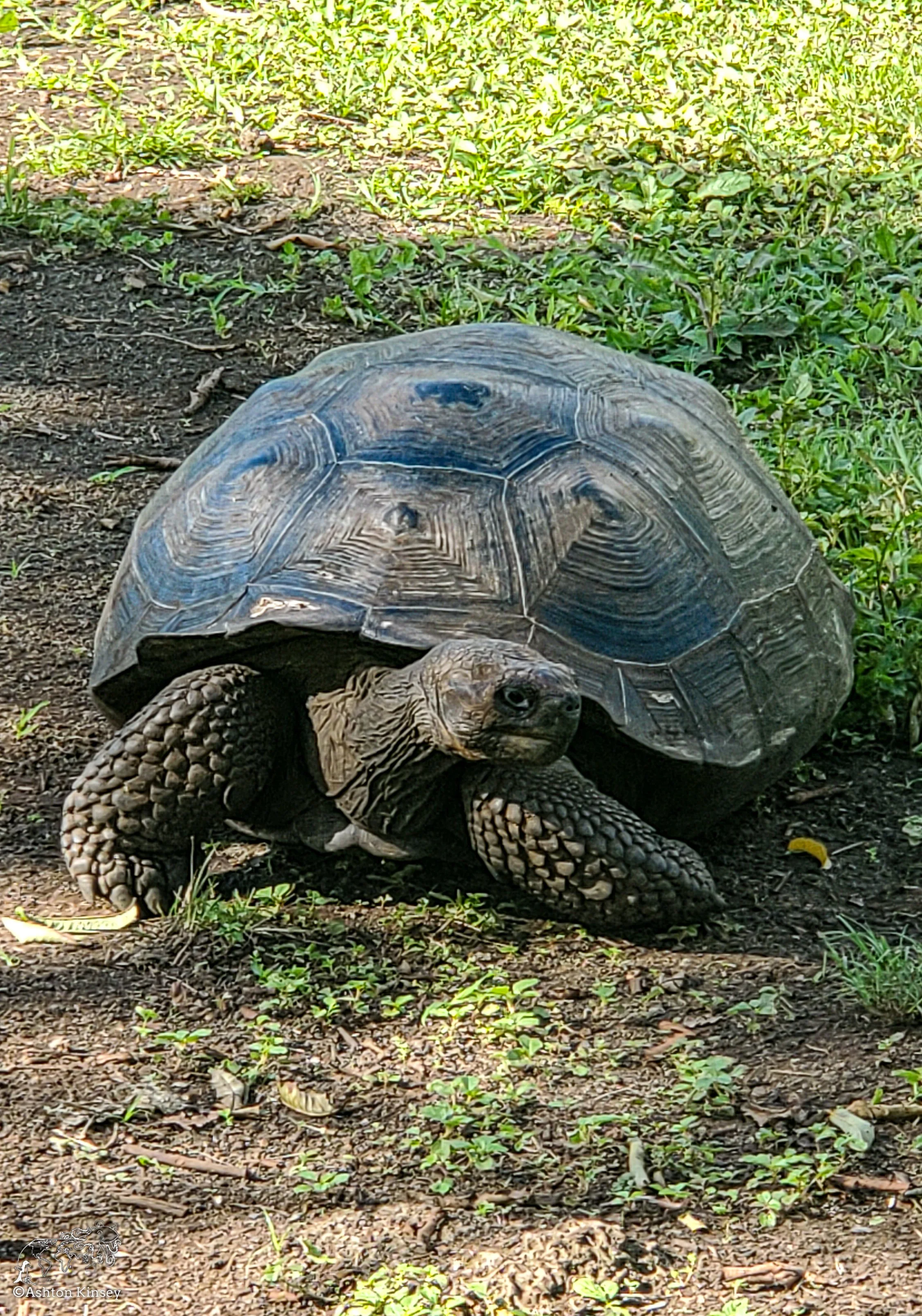El Chato Tortoise Reserve-24.jpg