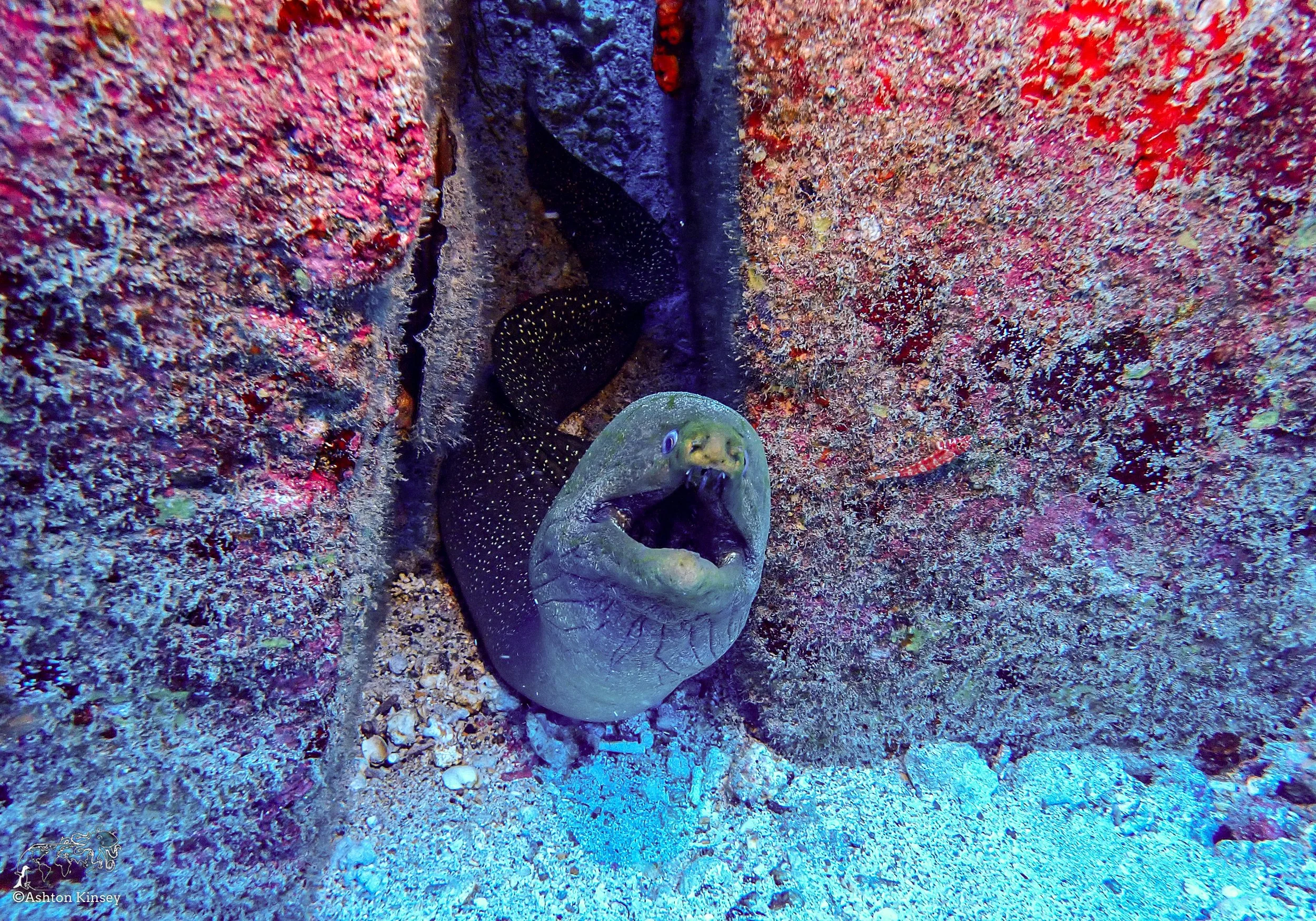 Wolf Island - The Bay - Dive 18-2.jpg