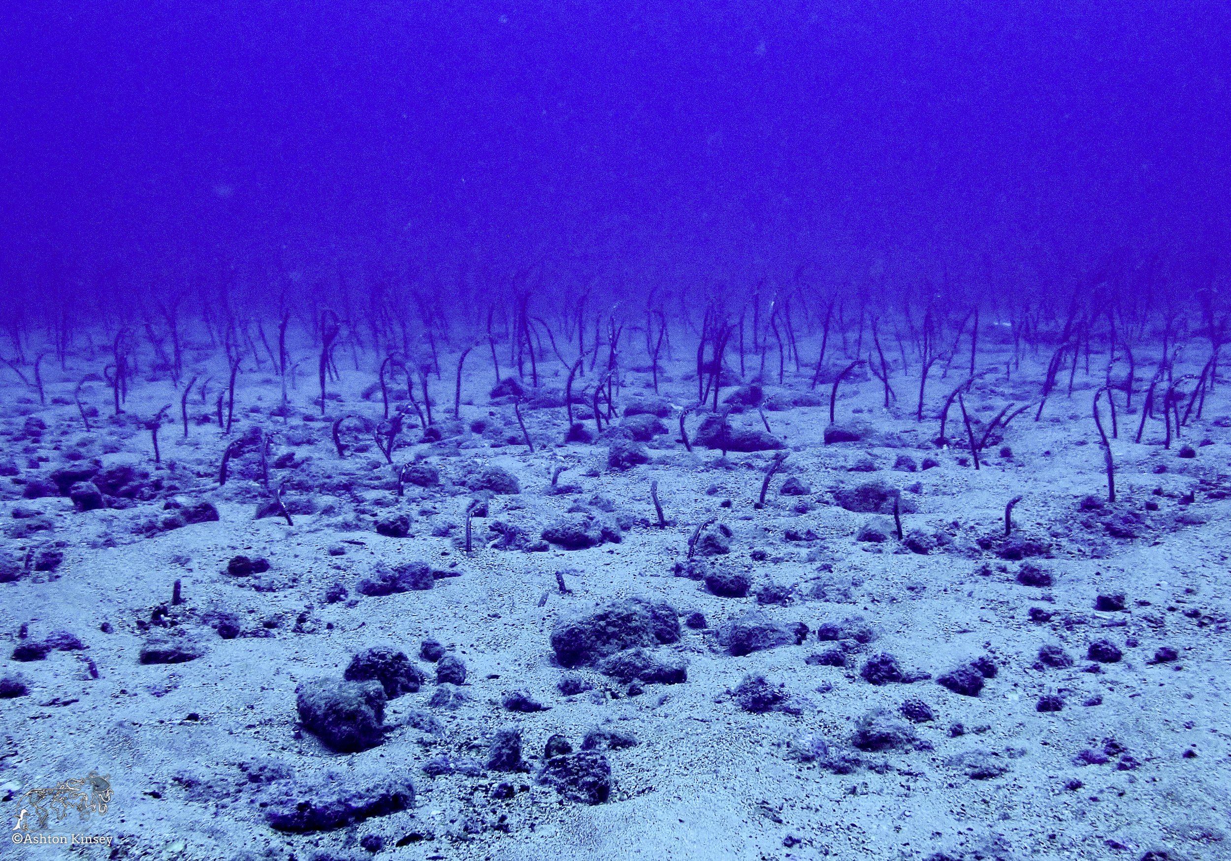 Wolf Island - The Bay - Dive 18.jpg