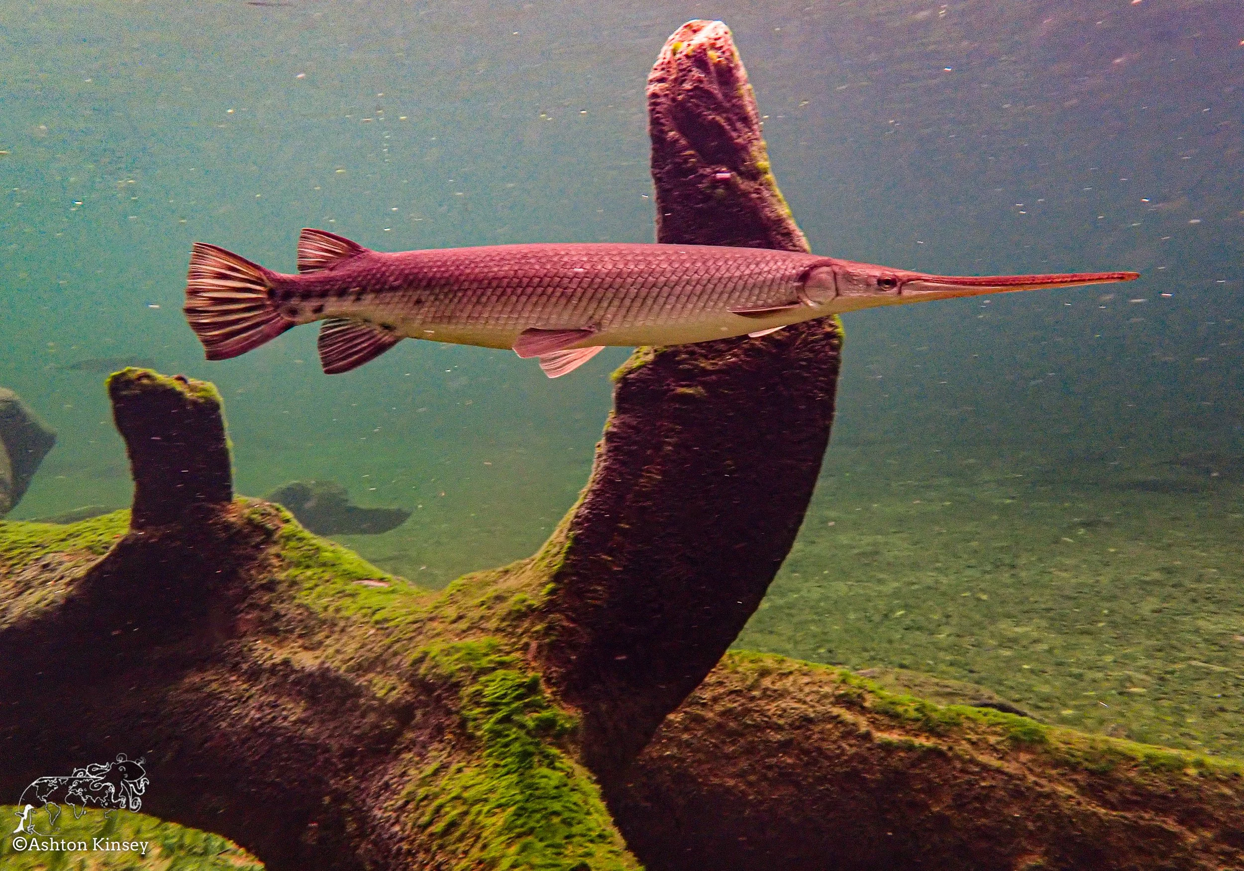 Blue Springs-2.jpg