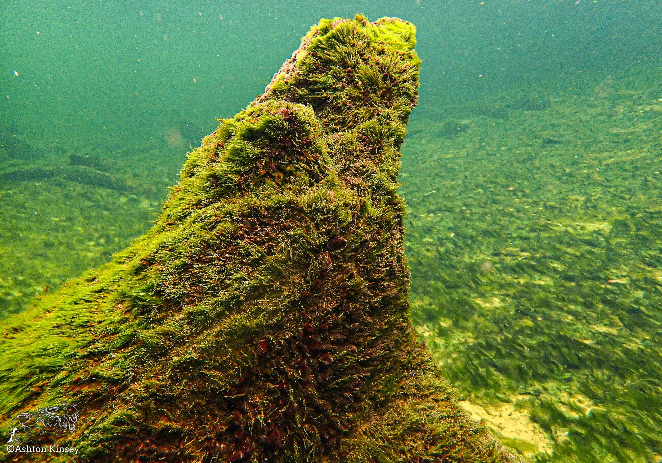 Blue Springs-3.jpg