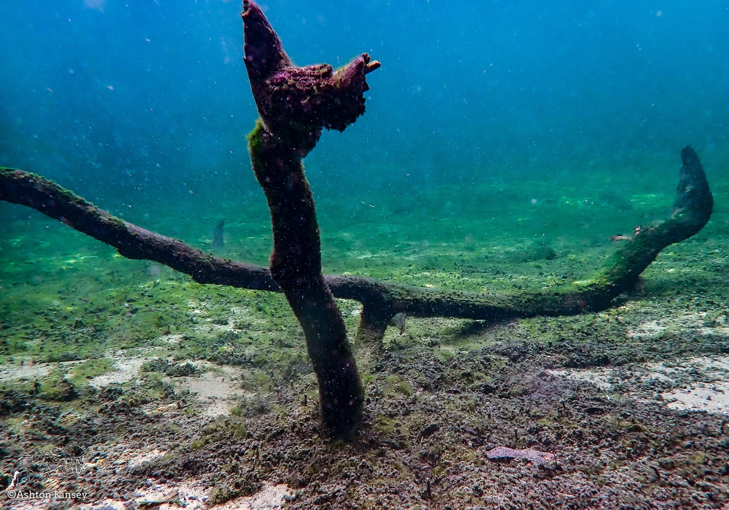Blue Springs-14.jpg