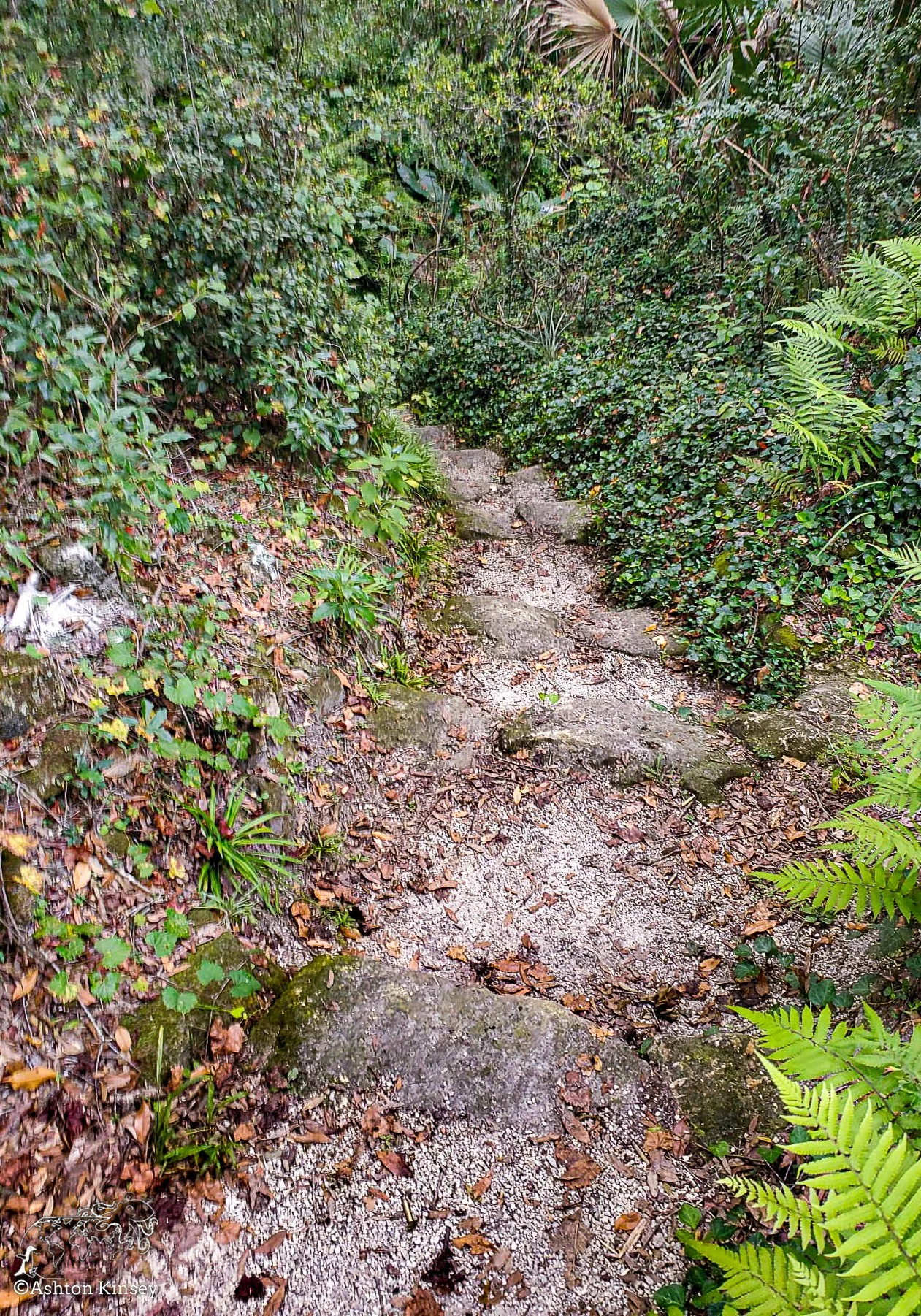 Paradise Springs-1.jpg
