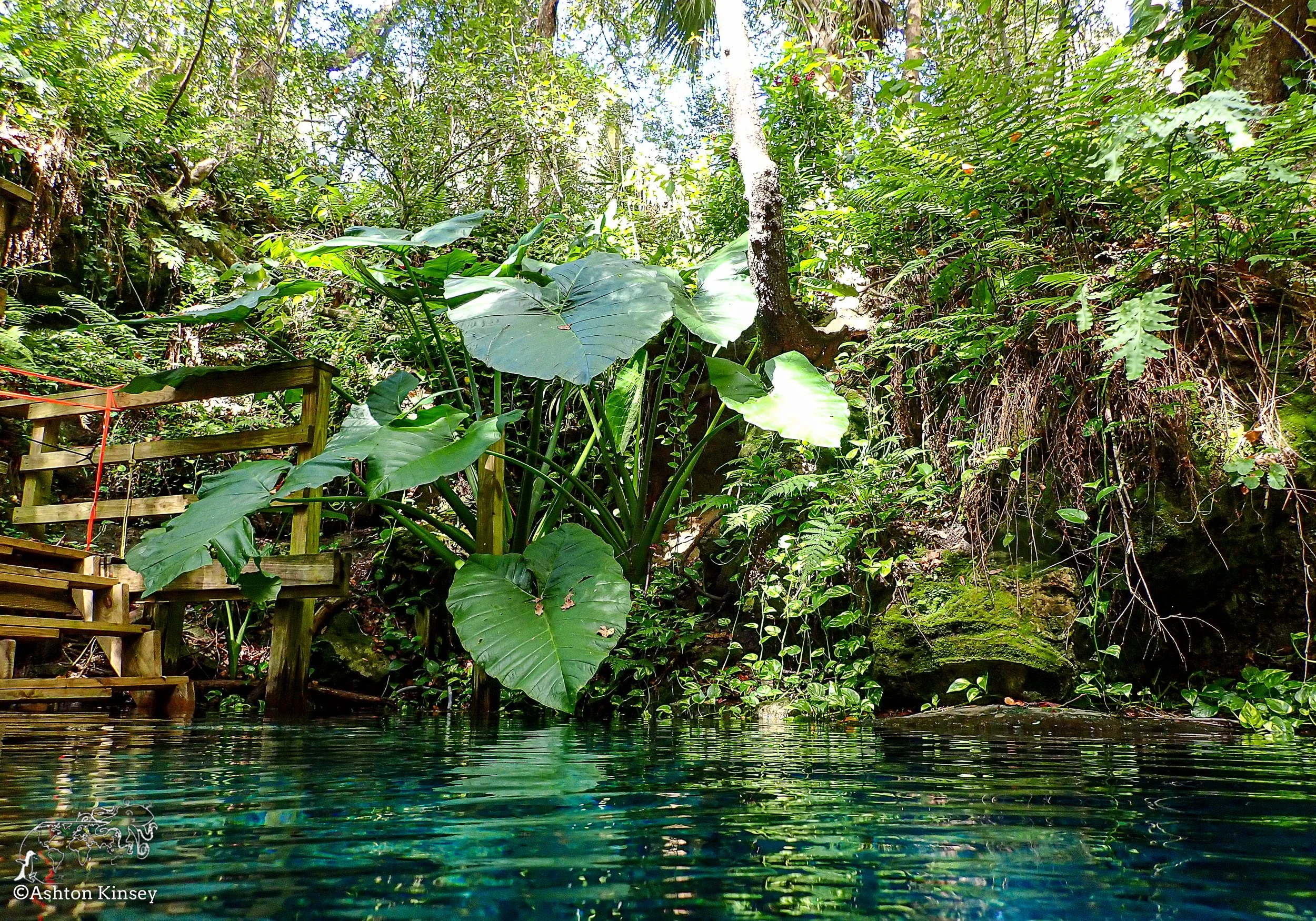 Paradise Springs-5.jpg