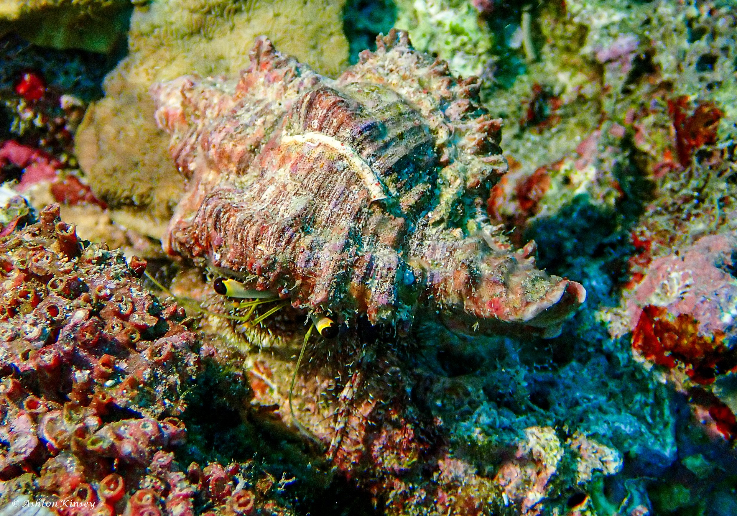 Dungon Wall-3.jpg