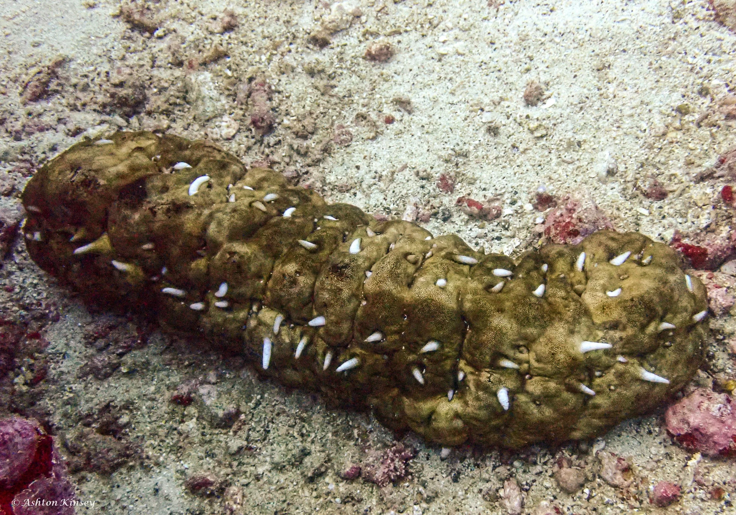 Fantasea reef -1.jpg