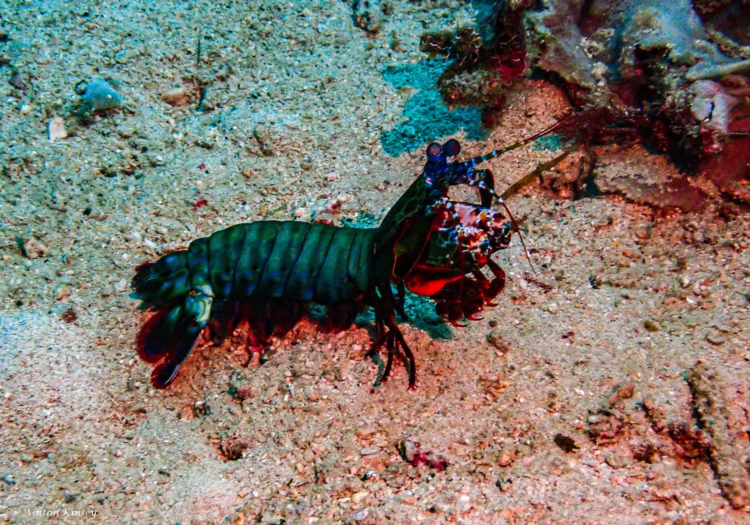 Fantasea reef .jpg