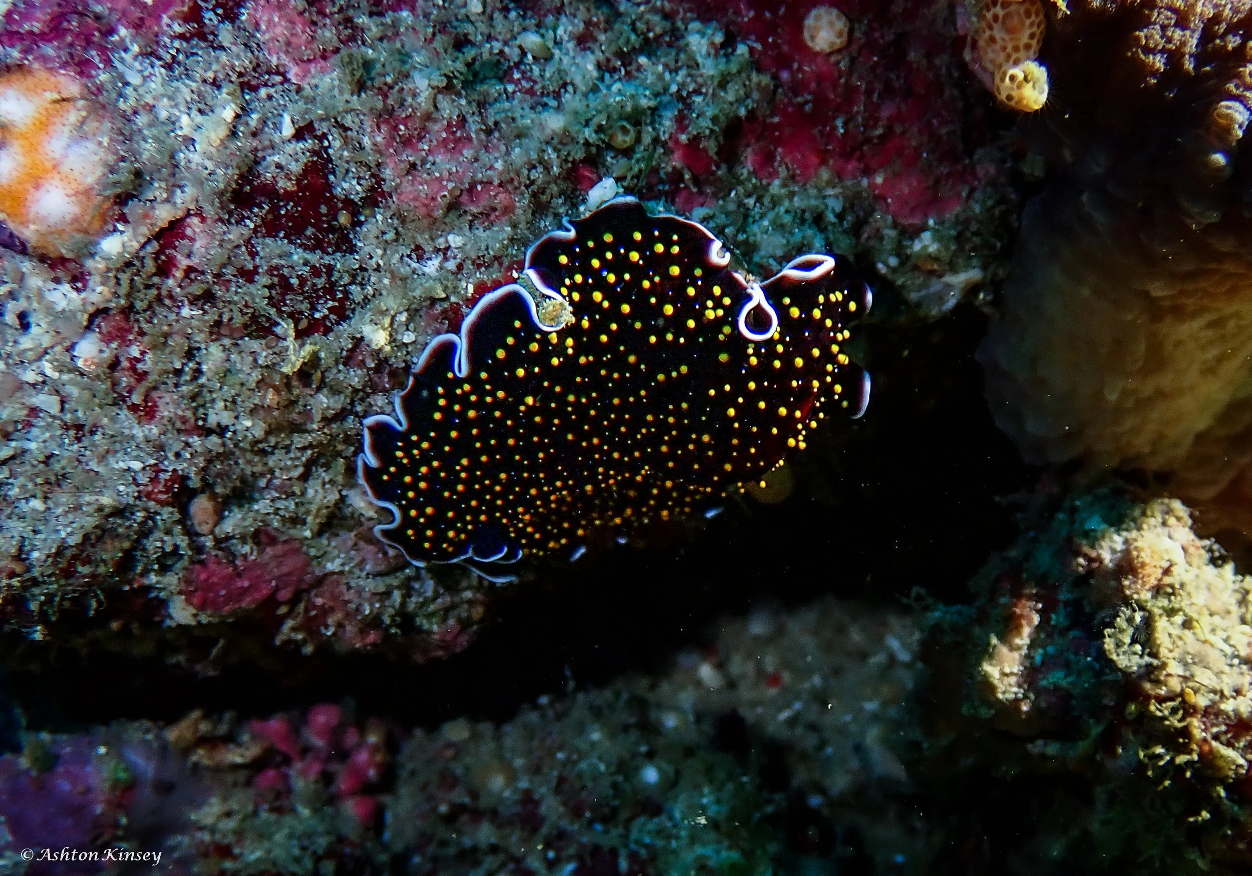 Fantasea reef -2.jpg