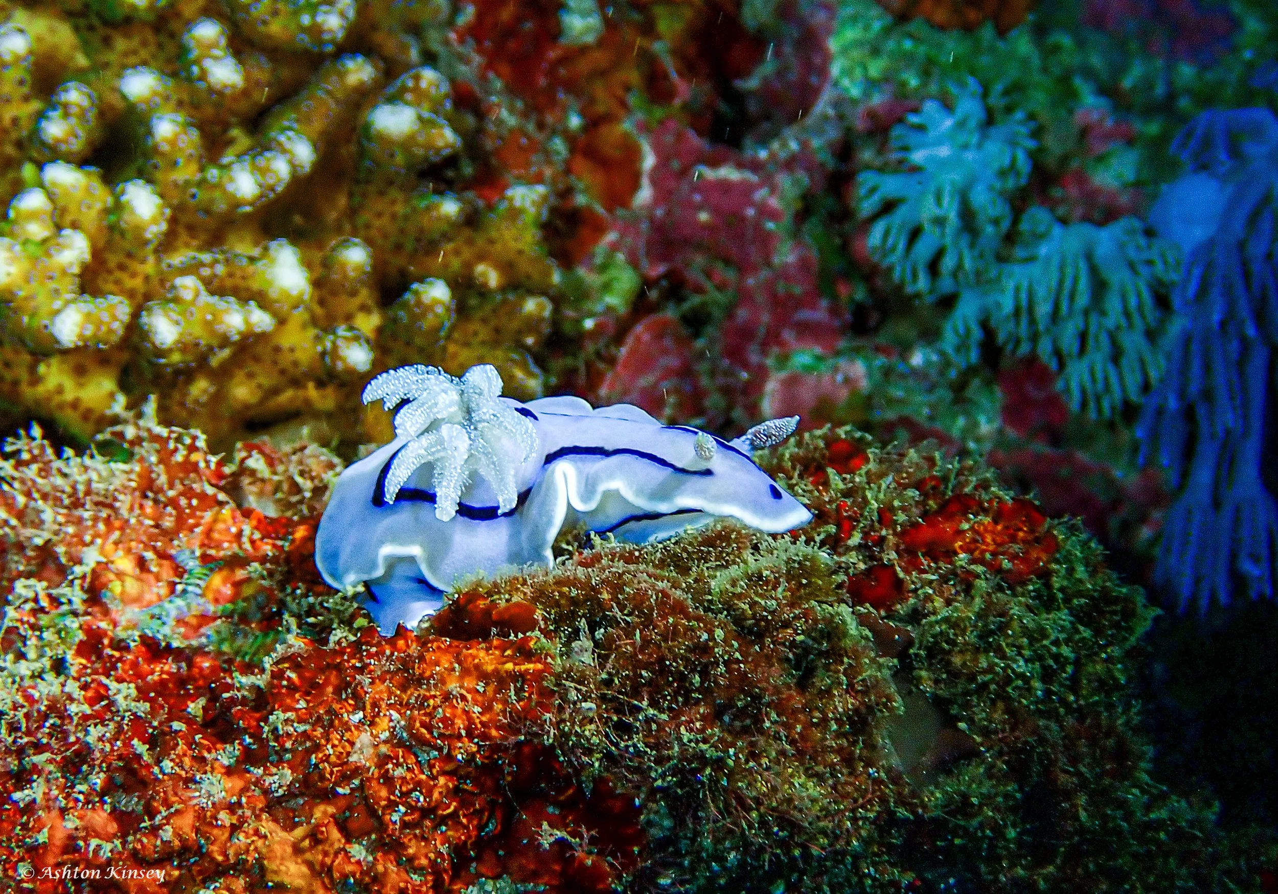 Fantasea reef -3.jpg