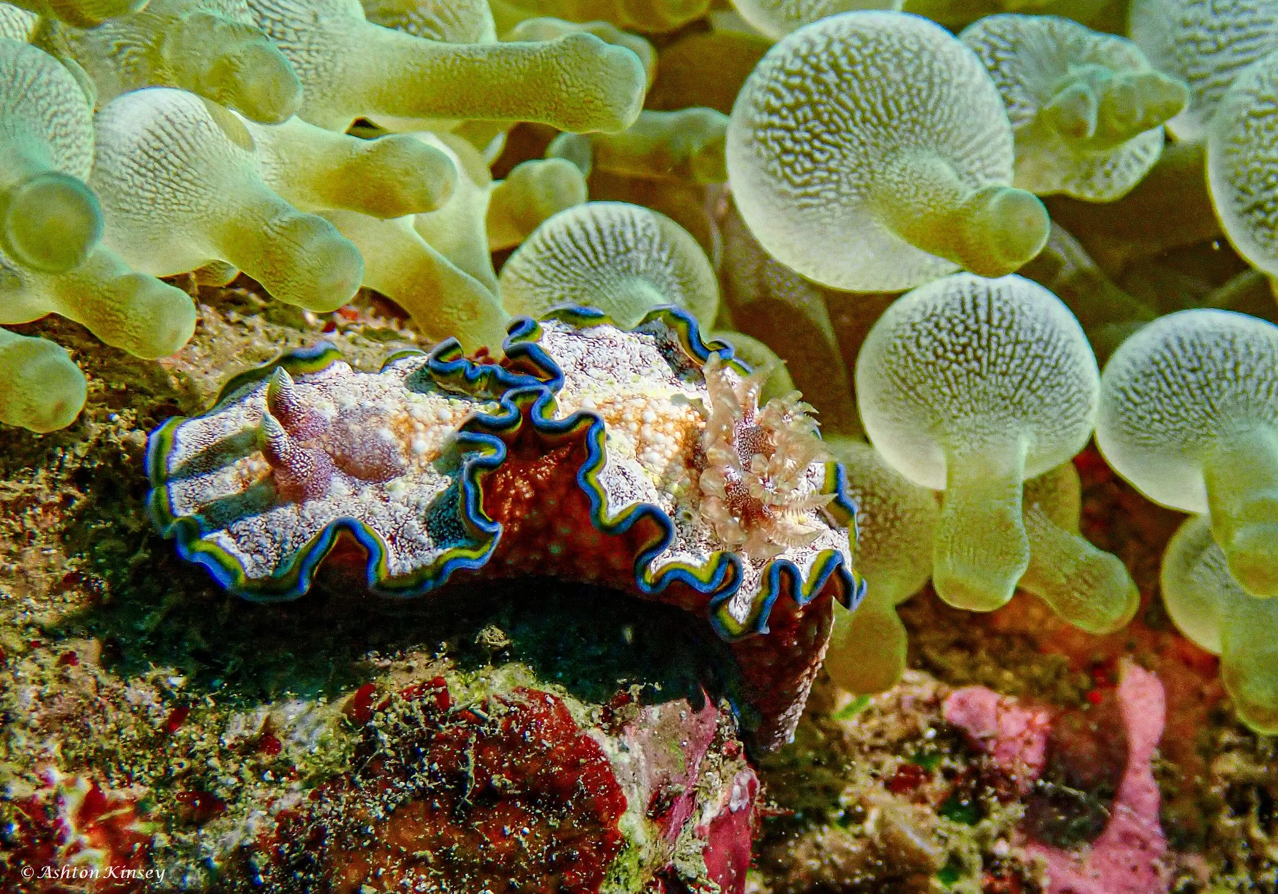 Fantasea reef -4.jpg
