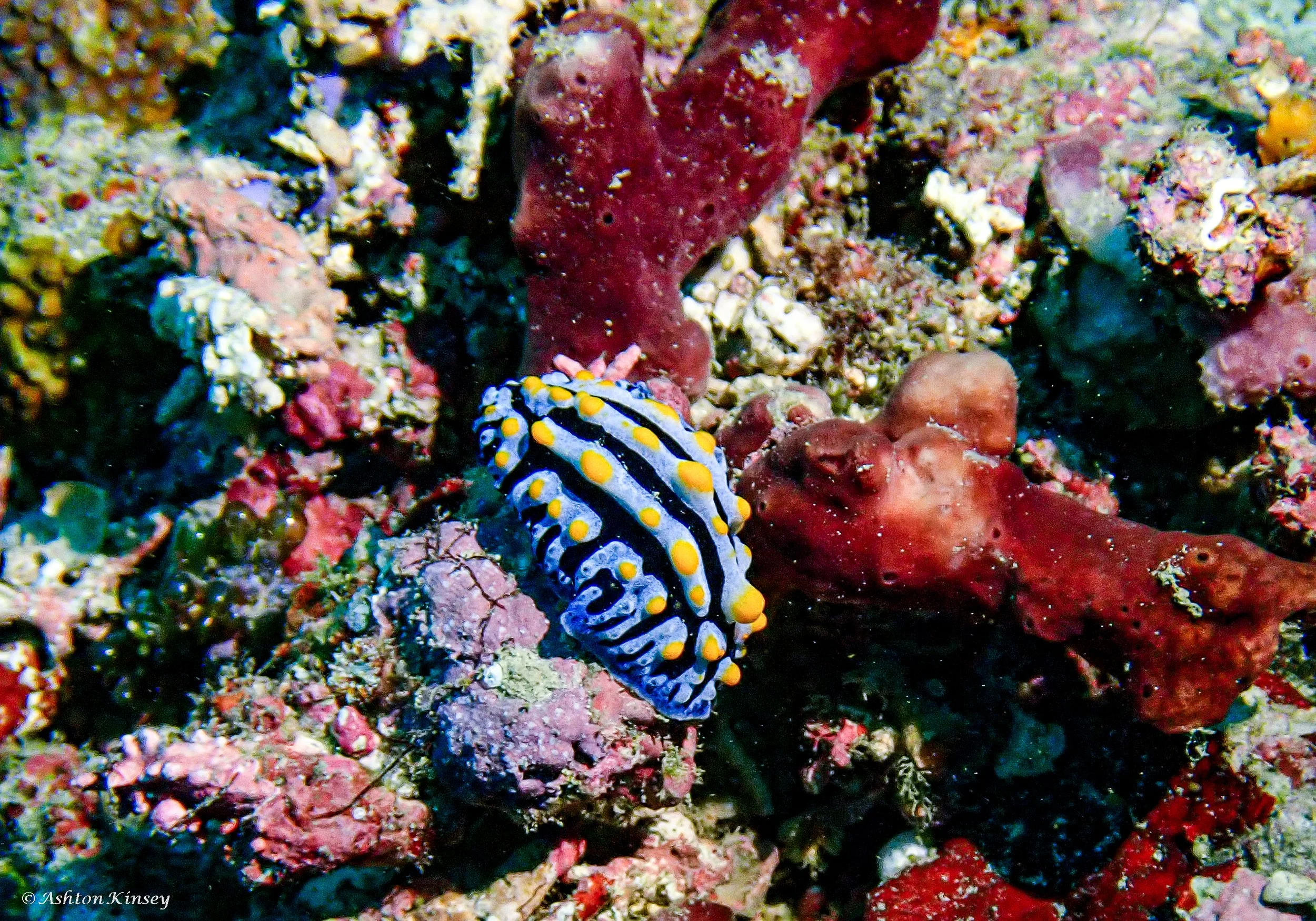 Fantasea reef -5.jpg