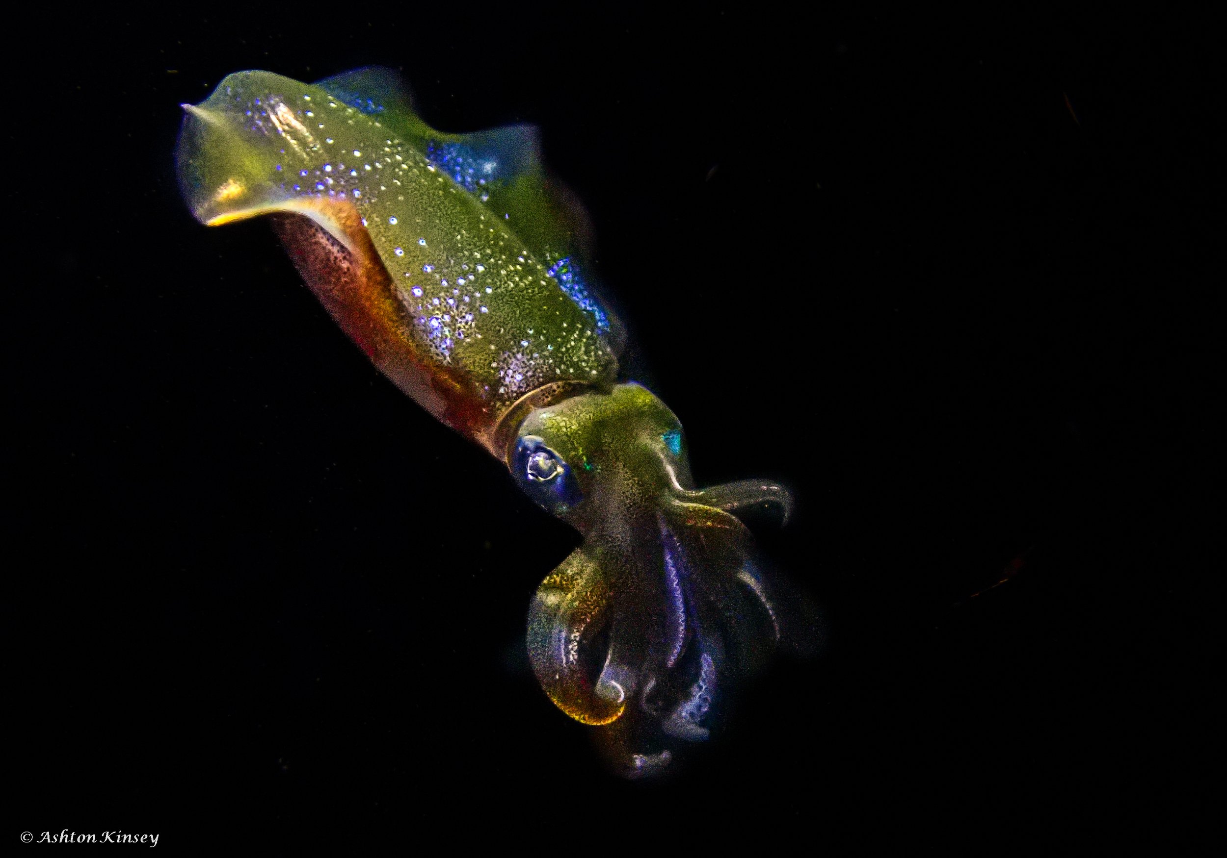 Fantasea Reef.jpg