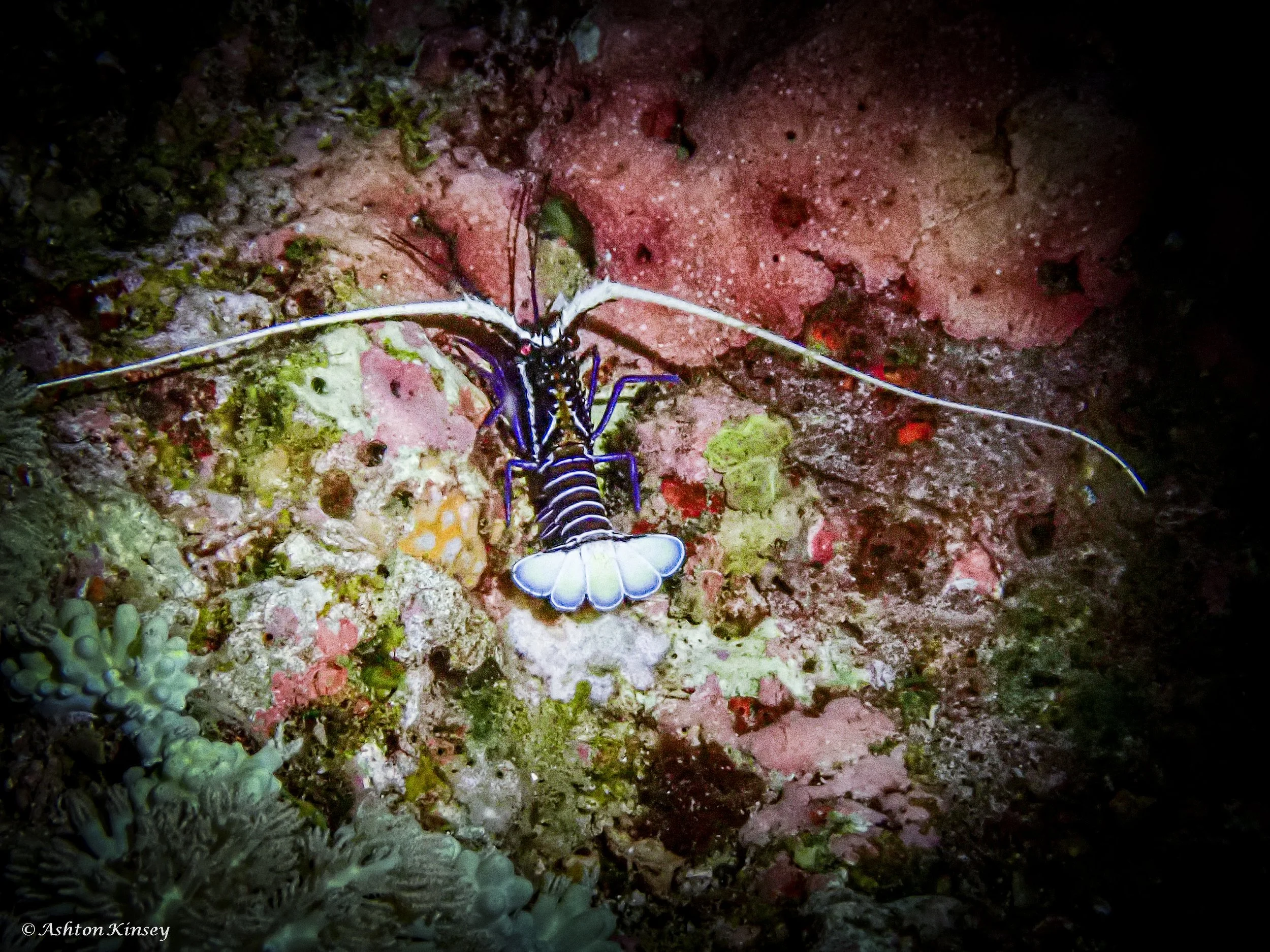 Fantasea Reef-1.jpg