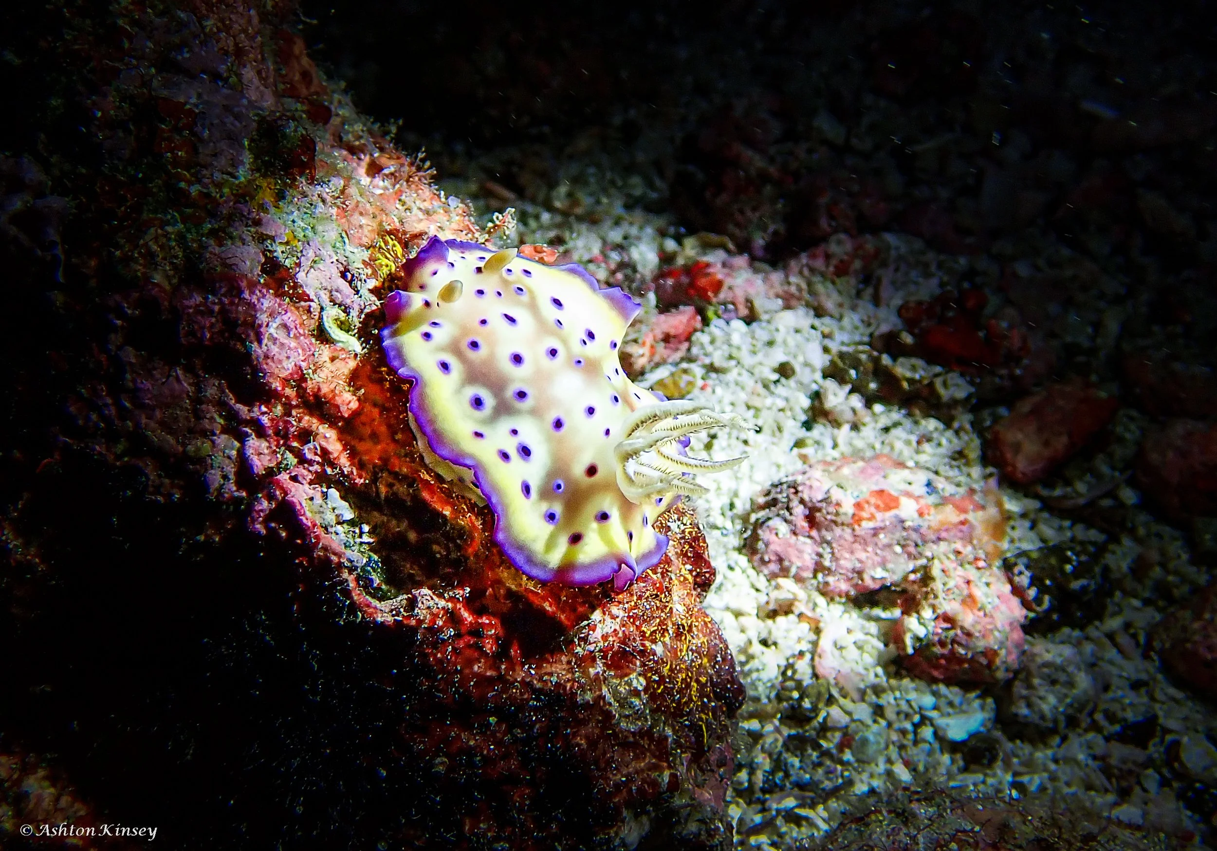 Fantasea Reef-3.jpg