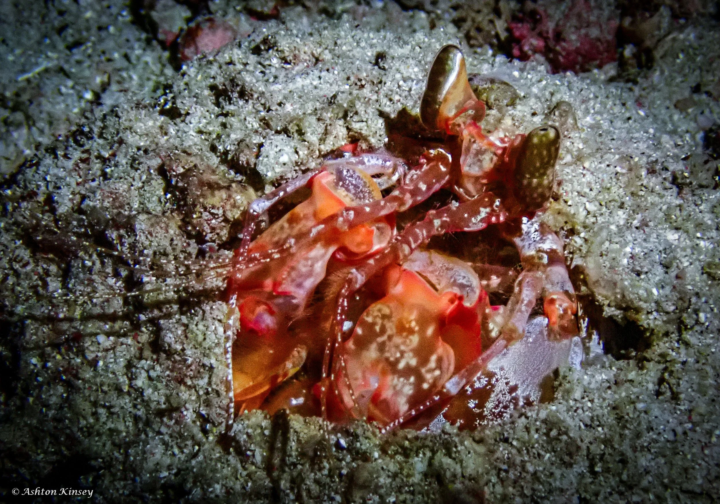 Fantasea Reef-2.jpg