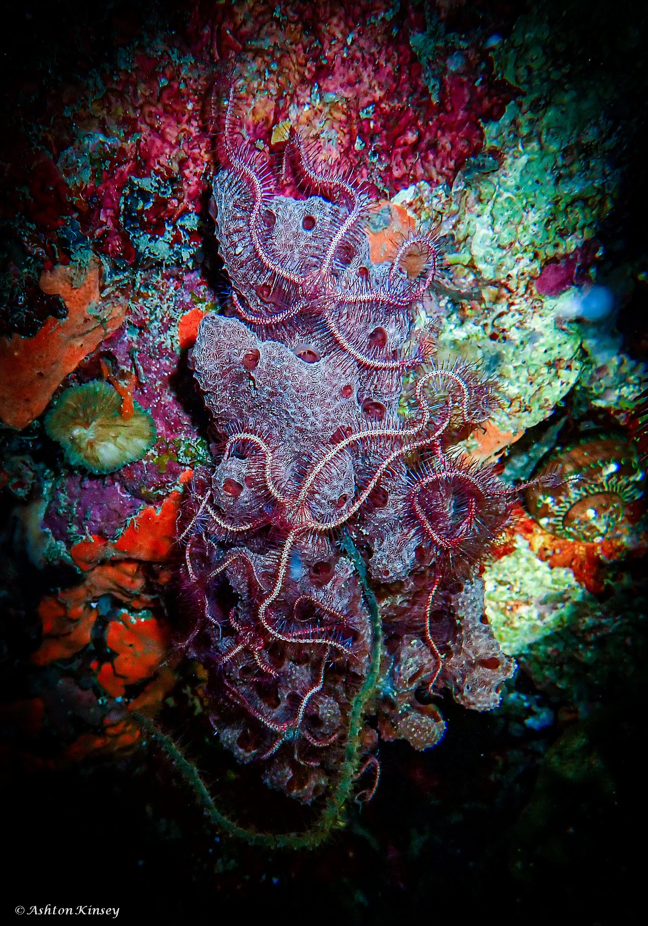 Fantasea Reef-4.jpg