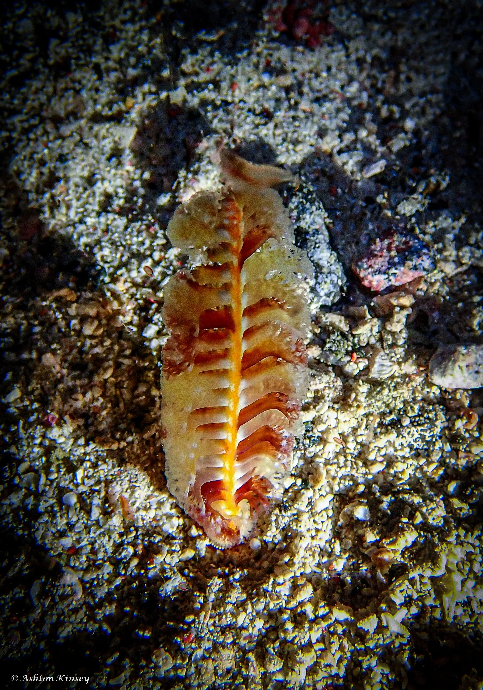 Fantasea Reef-5.jpg