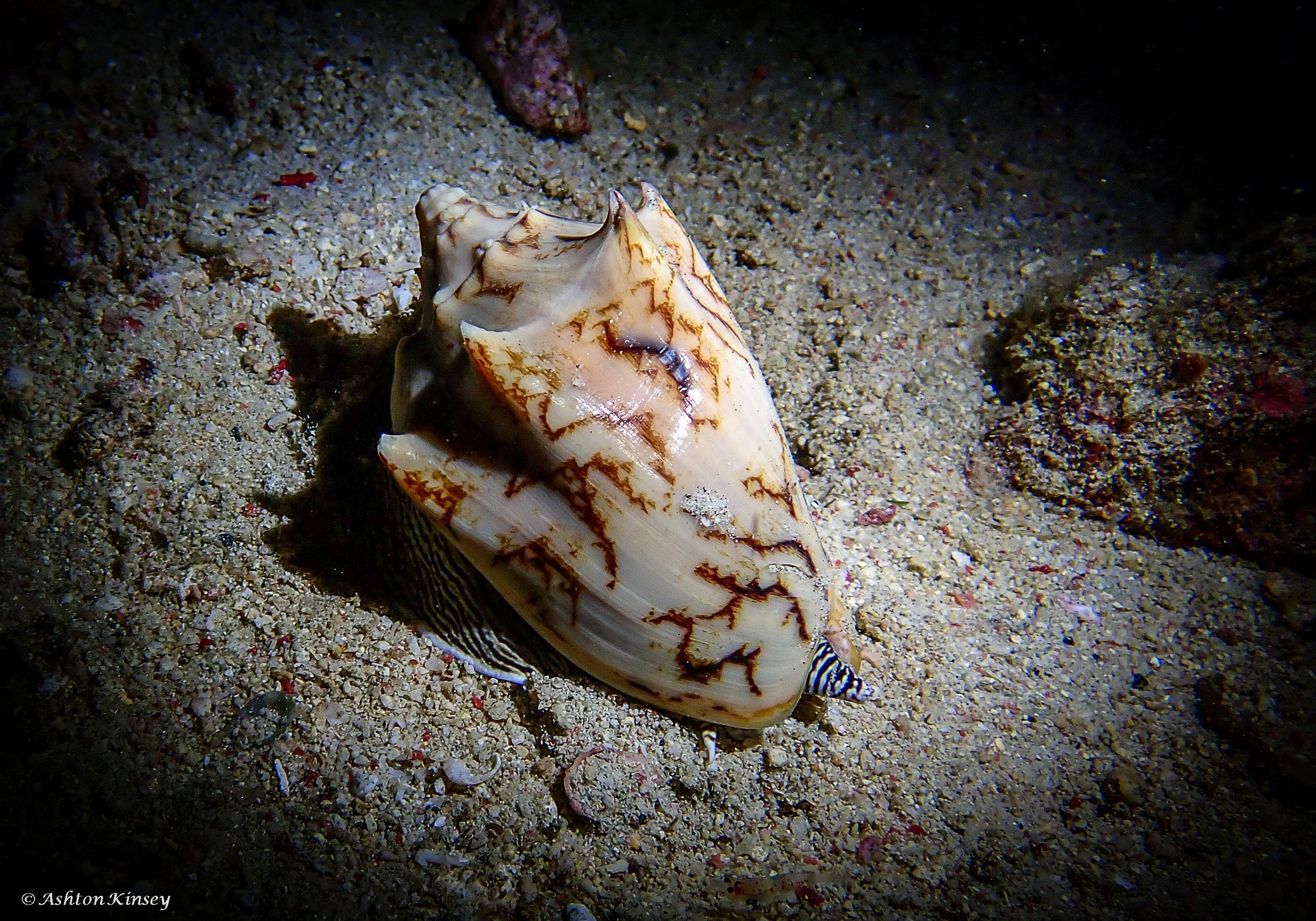 Fantasea Reef-6.jpg