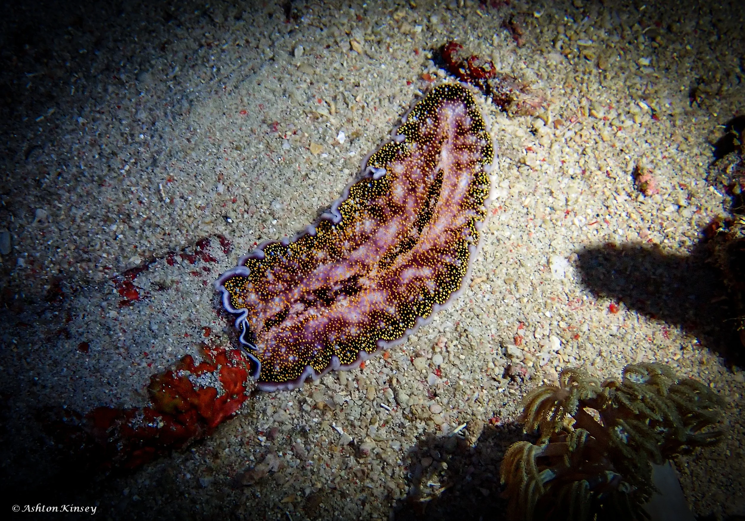 Fantasea Reef-7.jpg