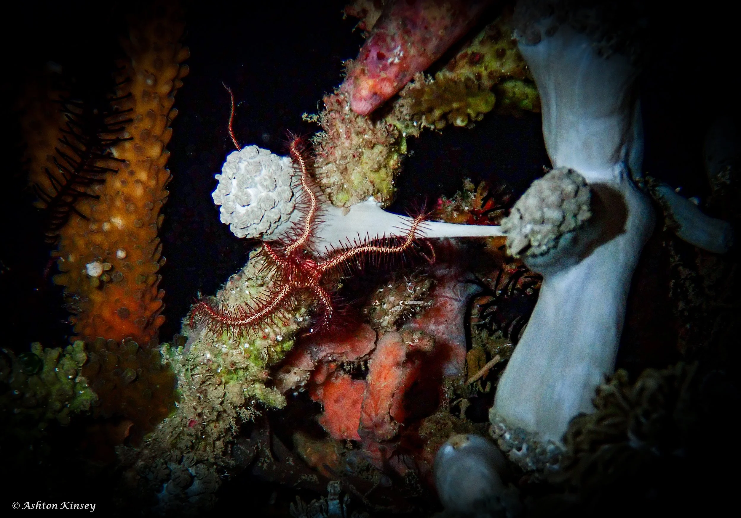 Fantasea Reef-8.jpg